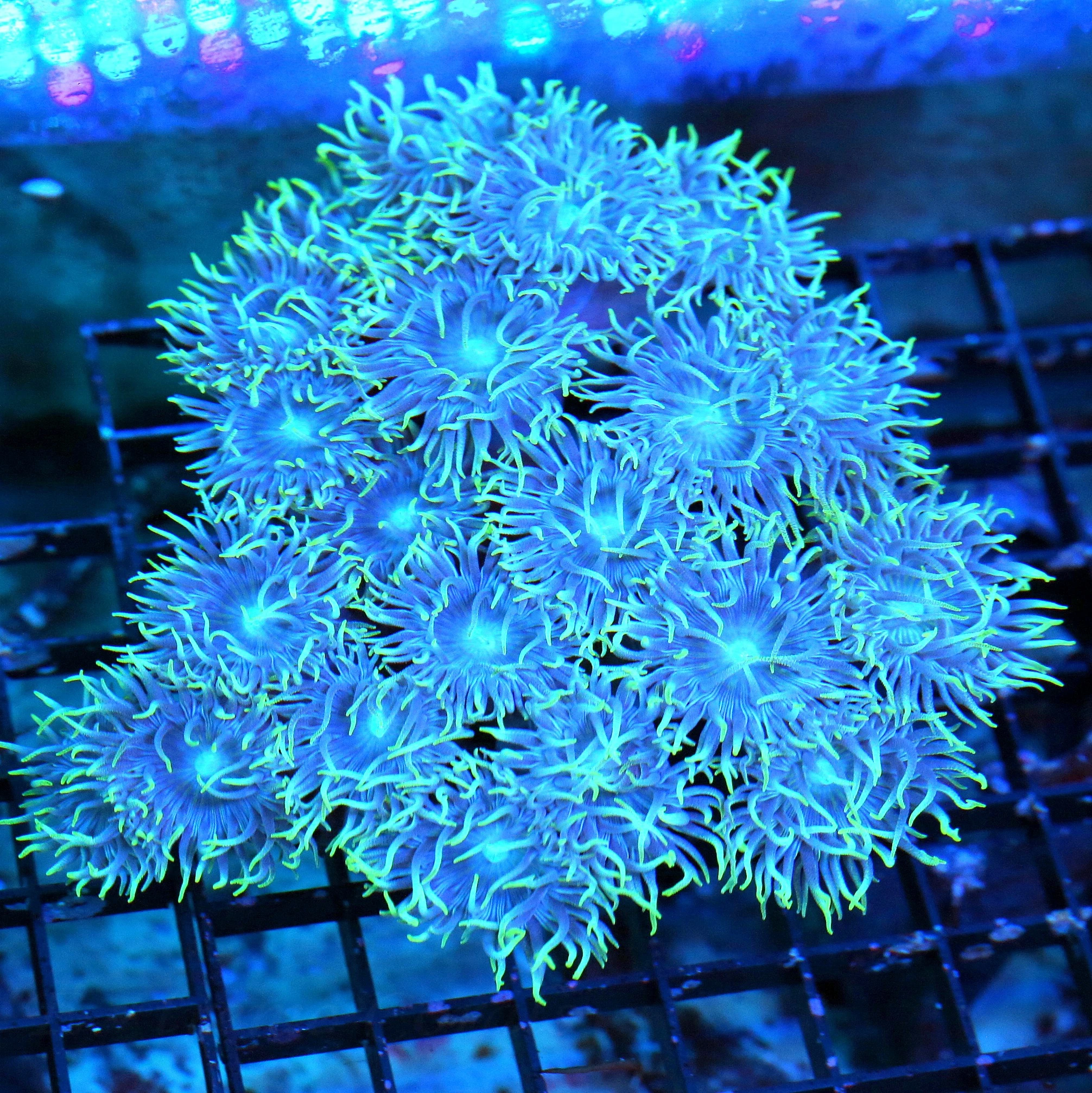 WYSIWYG 5X5 VERY VERY RARE HARD TO GET "BLUEBERRY DUNCANSAMNIA" I ONLY GET A FEW OF THESE A YEAR live coral for sale - Extreme Corals