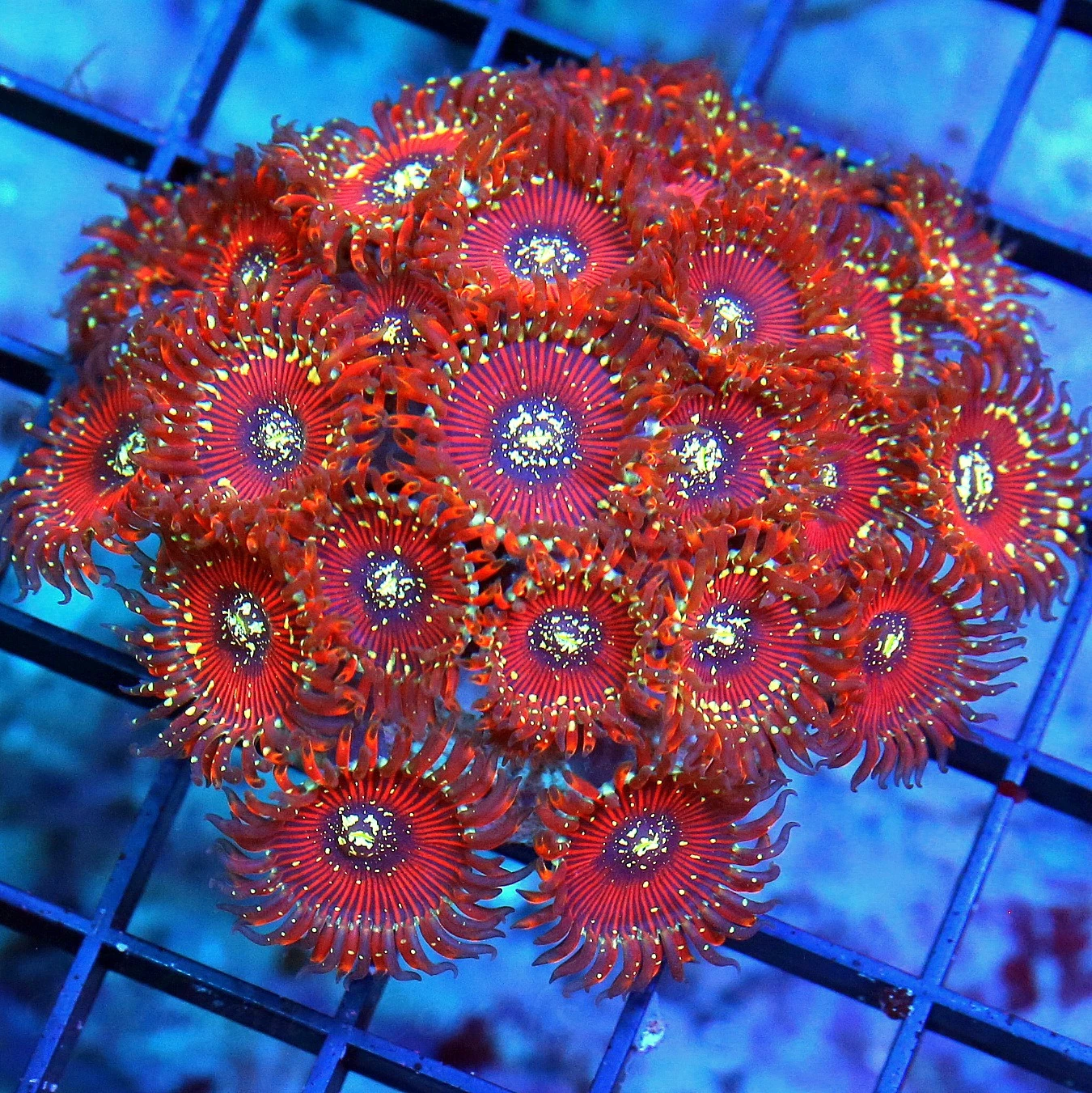 WYSIWYG 3.5X3.5 AWESOME PERFECT SHAPE AND SIZE "SALTED AGAVE PALYTHOAS" INCREDIBLE COLOR live coral for sale - Extreme Corals