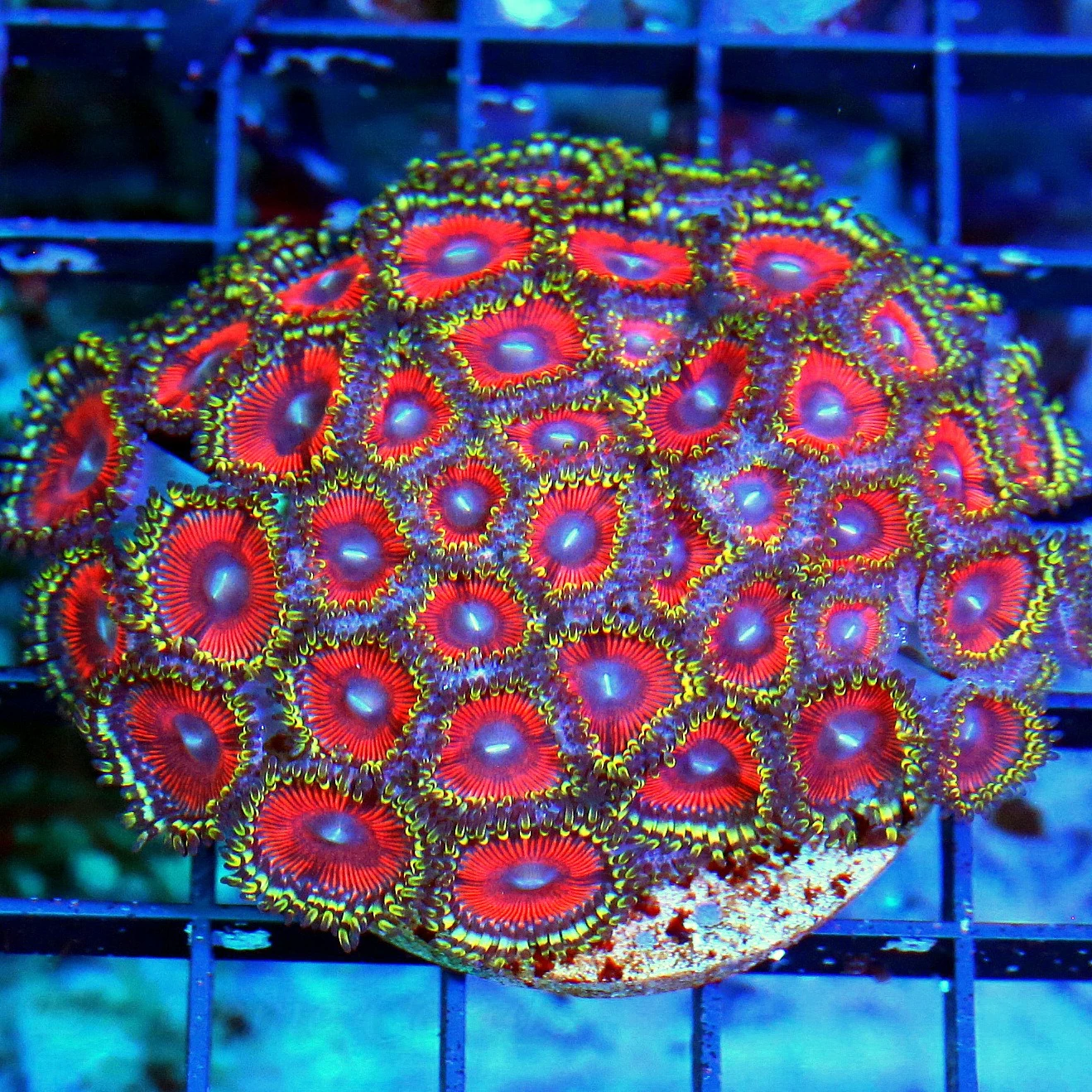 WYSIWYG 3.5X3.5 ULTRA COLORED BLOODY SUNDAY ULTRA COLORED ZOANTHIDS live coral for sale - Extreme Corals