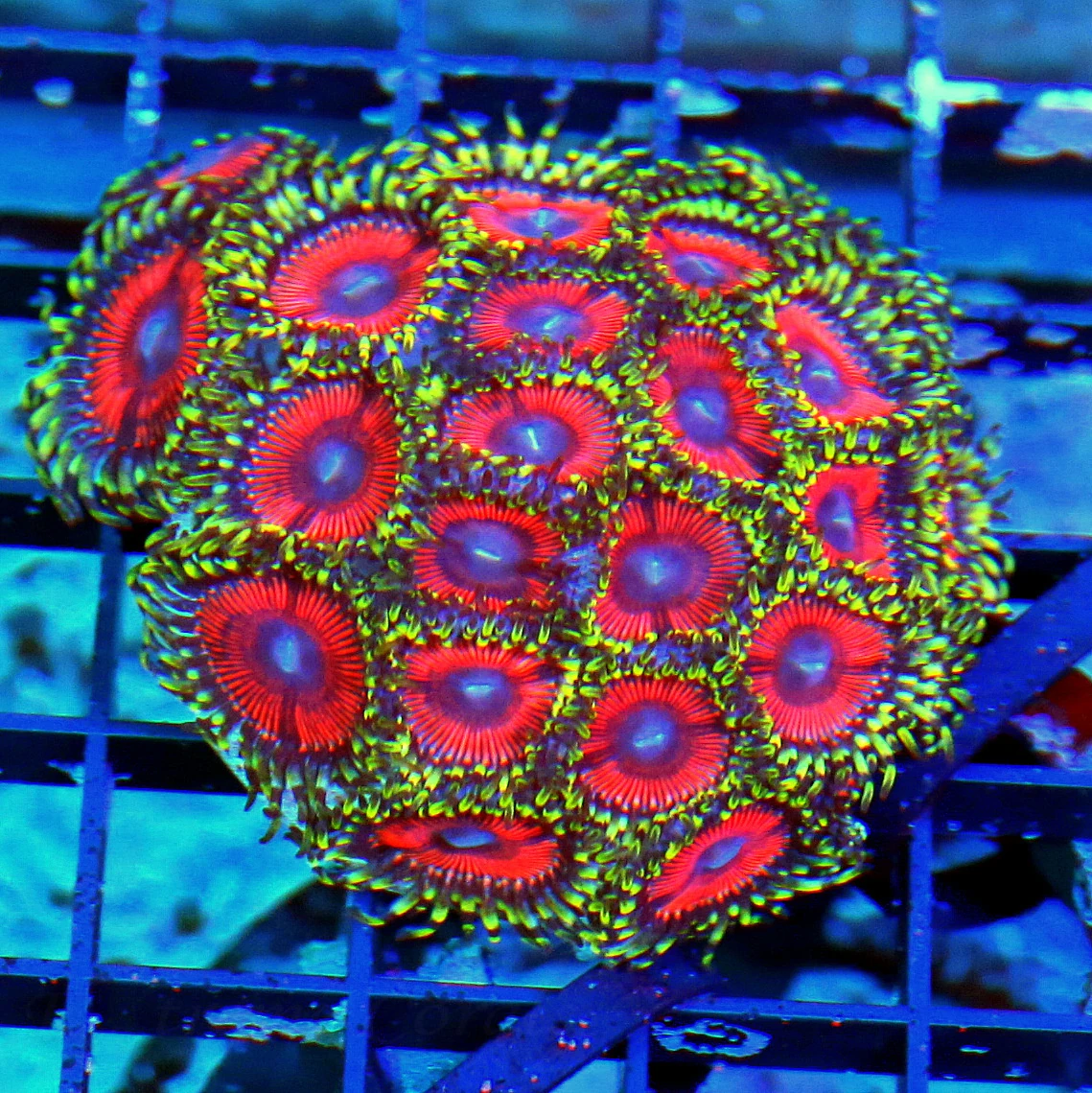 WYSIWYG 3X3  ULTRA COLORED BLOODY SUNDAY ULTRA COLORED ZOANTHIDS live coral for sale - Extreme Corals