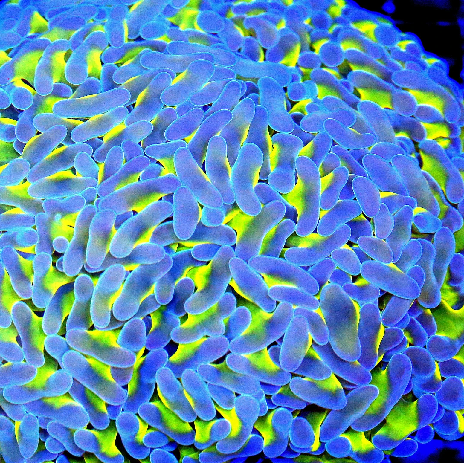 WYSIWYG 6X6 XL PERFECT AUSSIE BICOLOR NEON YELLOW TENTACLED SUPER BLUE TIPPED ULTRA GRADE XL SHOWPIECE HAMME live coral for sale - Extreme Corals