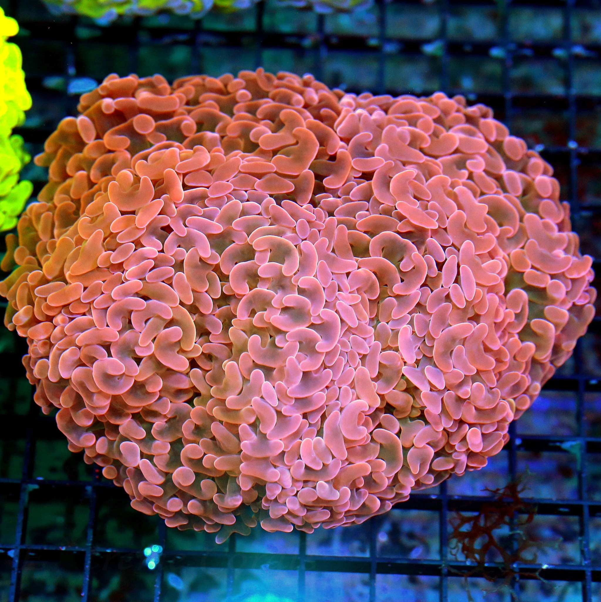 WYSIWYG 6X6 XL OUTSTANDING PINK GOLD ORANGE SUPER COLORED CENTERPIECE AUSSIE XL HAMMER-INCREDIBLE SHOWPIECE live coral for sale - Extreme Corals