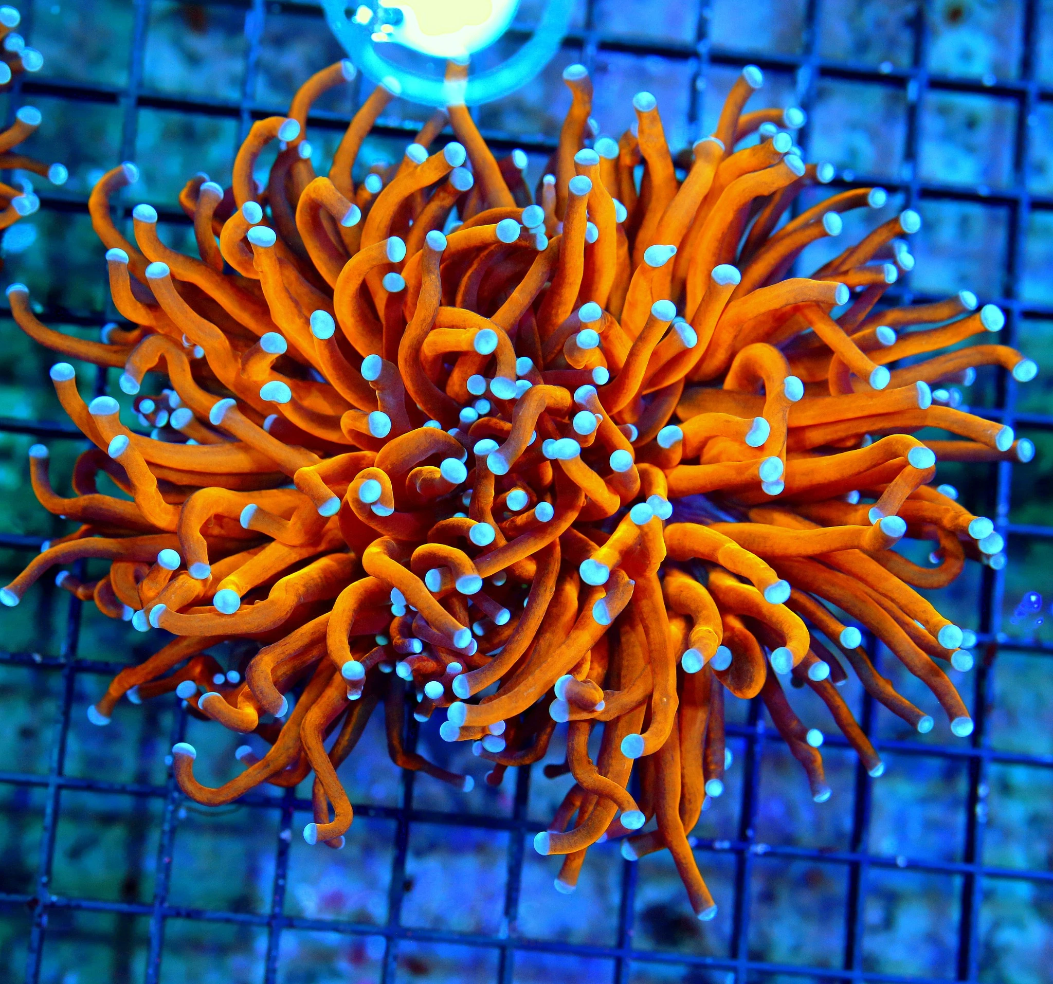 WYSIWYG 5.5X5.5 XL TORCH CORAL - ULTRA GRADE EXTREMECORALS FAMOUS "RADIOACTIVE ORANGE" TORCH CORAL-COLLECTOR live coral for sale - Extreme Corals