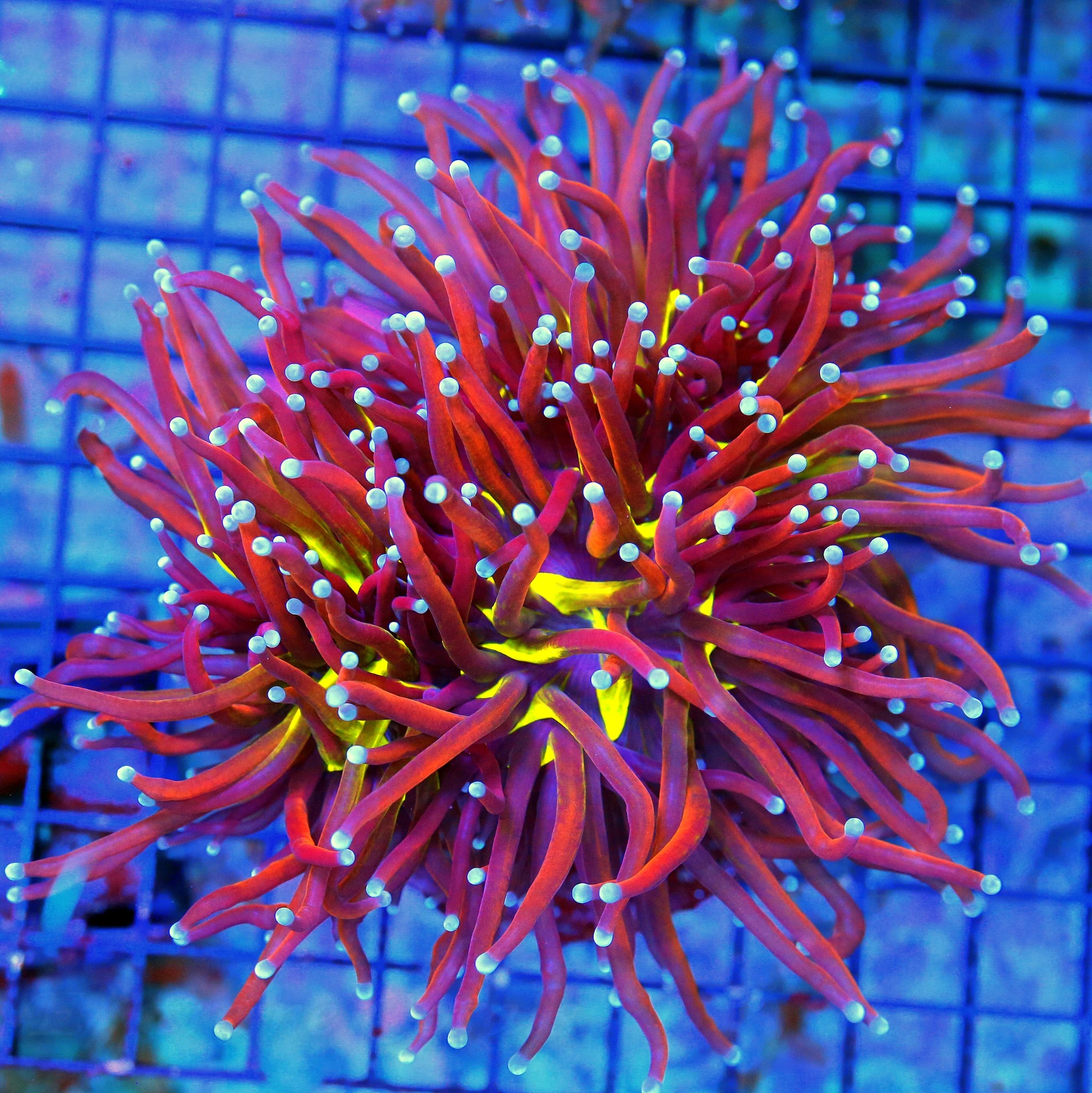 WYSIWYG 6X6 XXL VERY VERY HARD TO GET HANDPICKED BY SCOTT GREEN CENTERED "INDO JOKER TORCH" FABULOUS live coral for sale - Extreme Corals