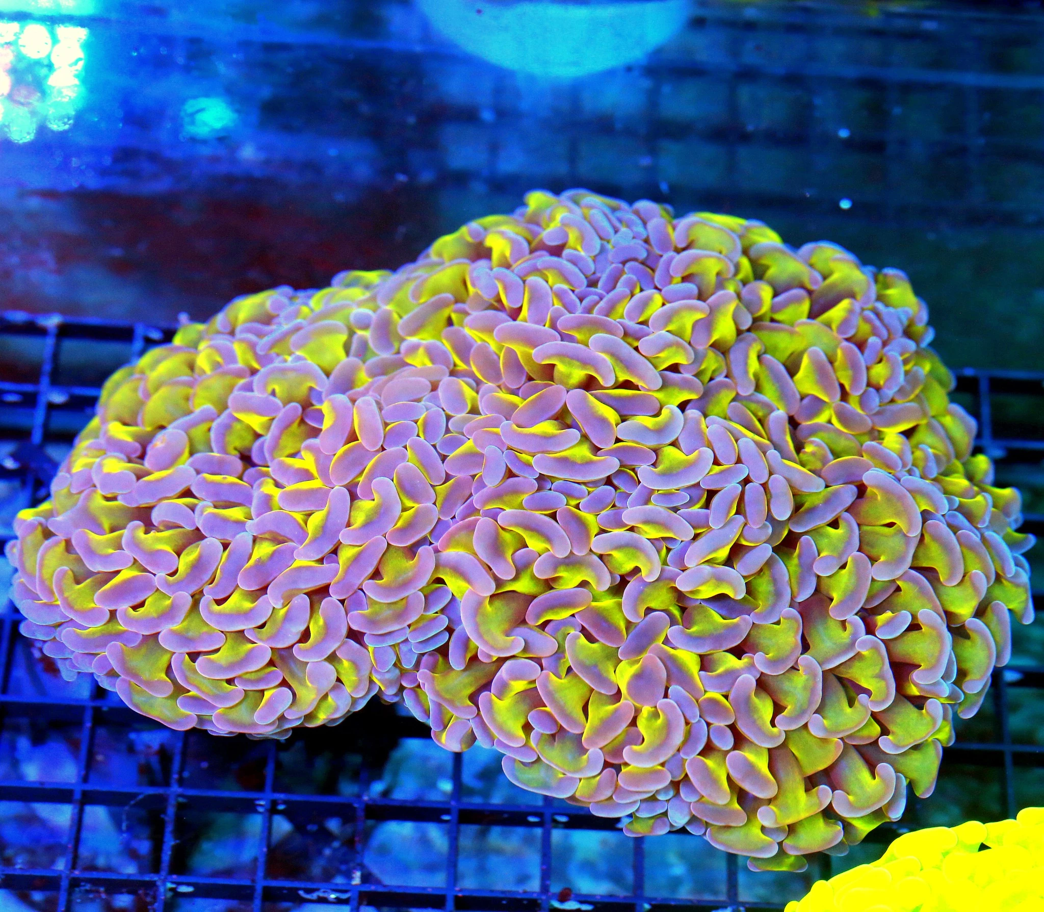 WYSIWYG 8X6 XXL SUPER BAD TO THE BONE LAVENDER TIPPED ULTRA LIME TOXIC GREEN TENTACLED ULTRA COLORED PERFECT live coral for sale - Extreme Corals