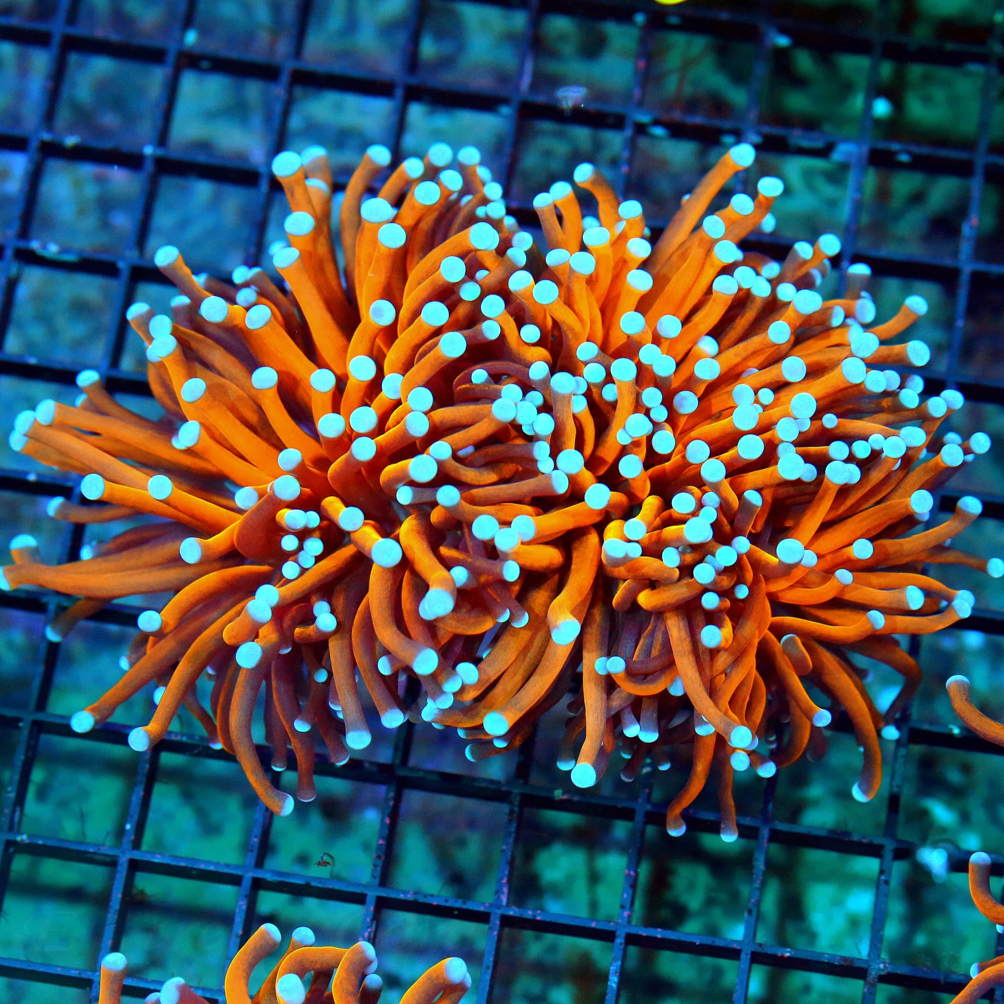 WYSIWYG 6X5 XL TORCH CORAL - ULTRA GRADE EXTREMECORALS FAMOUS "RADIOACTIVE ORANGE" TORCH CORAL-COLLECTORS live coral for sale - Extreme Corals