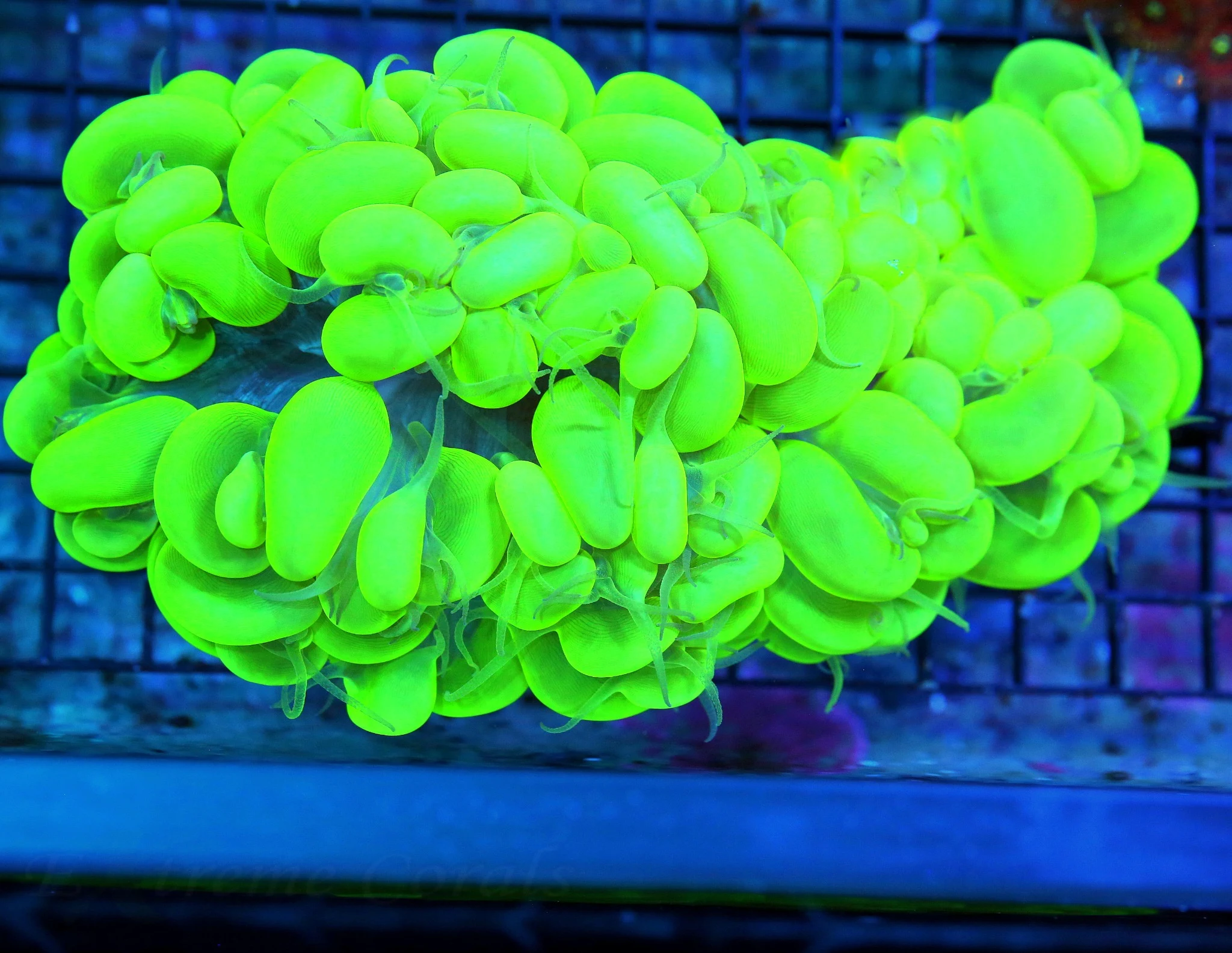 WYSIWYG 10X6 BRNACHING 3 HEADED GIANT CENTERPIECE GLOW IN THE DARK NEON ULTRA TOXIC GREEN CENTERPIECE BUBBLE live coral for sale - Extreme Corals