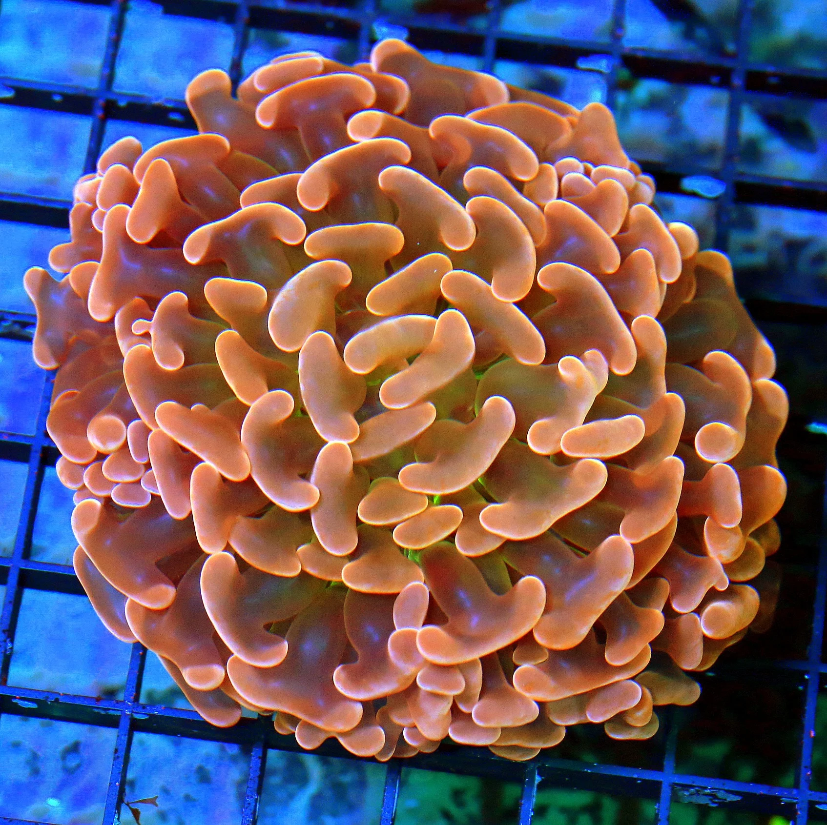 WYSIWYG 4.5X4.5 SUPER GREEN CENTERED GOLD ORANGE AUSSIE ULTRA COLORED HAMMER CORAL-AWESOME!! live coral for sale - Extreme Corals