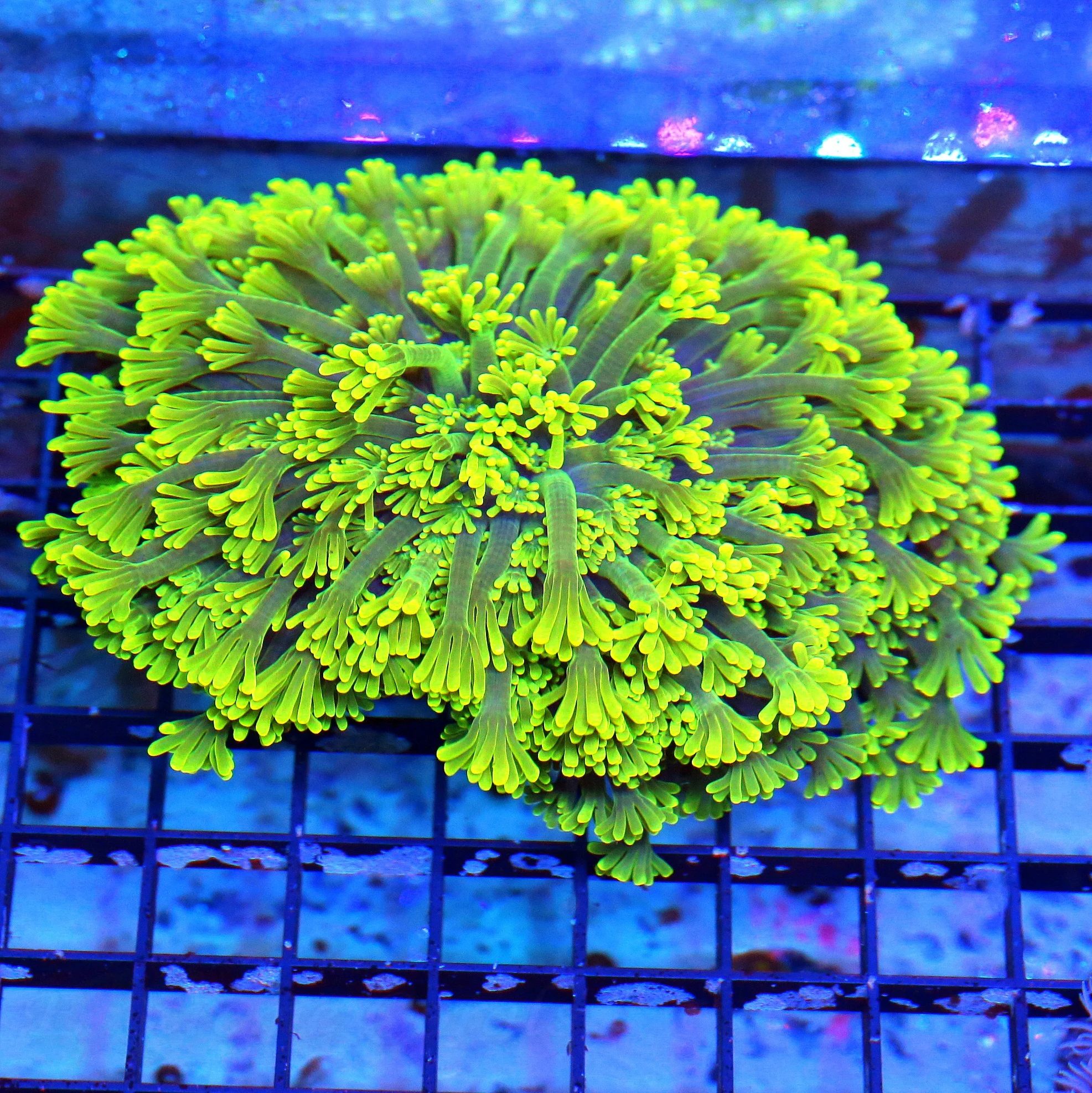 WYSIWYG 6X5 XL VERY VEYR UNUSUAL PURPLE TENTCLED NEON TOXIC YELLOW GREEN TIPPED AUSSIE GONIOPORA live coral for sale - Extreme Corals