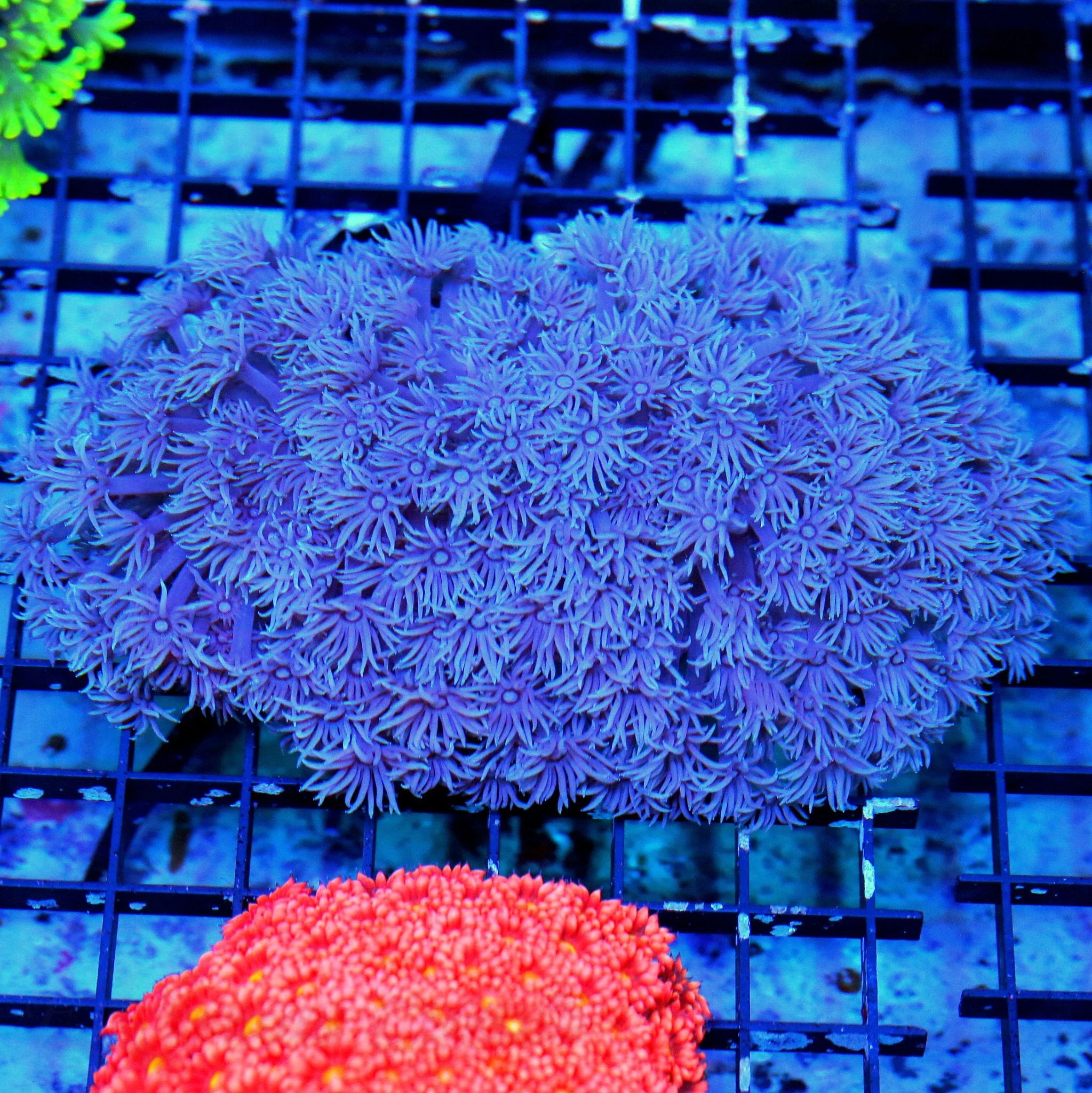 WYSIWYG 5X5 ULTIMATE PURPLE AUSSIE GONIOPORA XL SPECIMEN COLOR IS AS GOOD AS YOU WILL EVER SEE!! live coral for sale - Extreme Corals