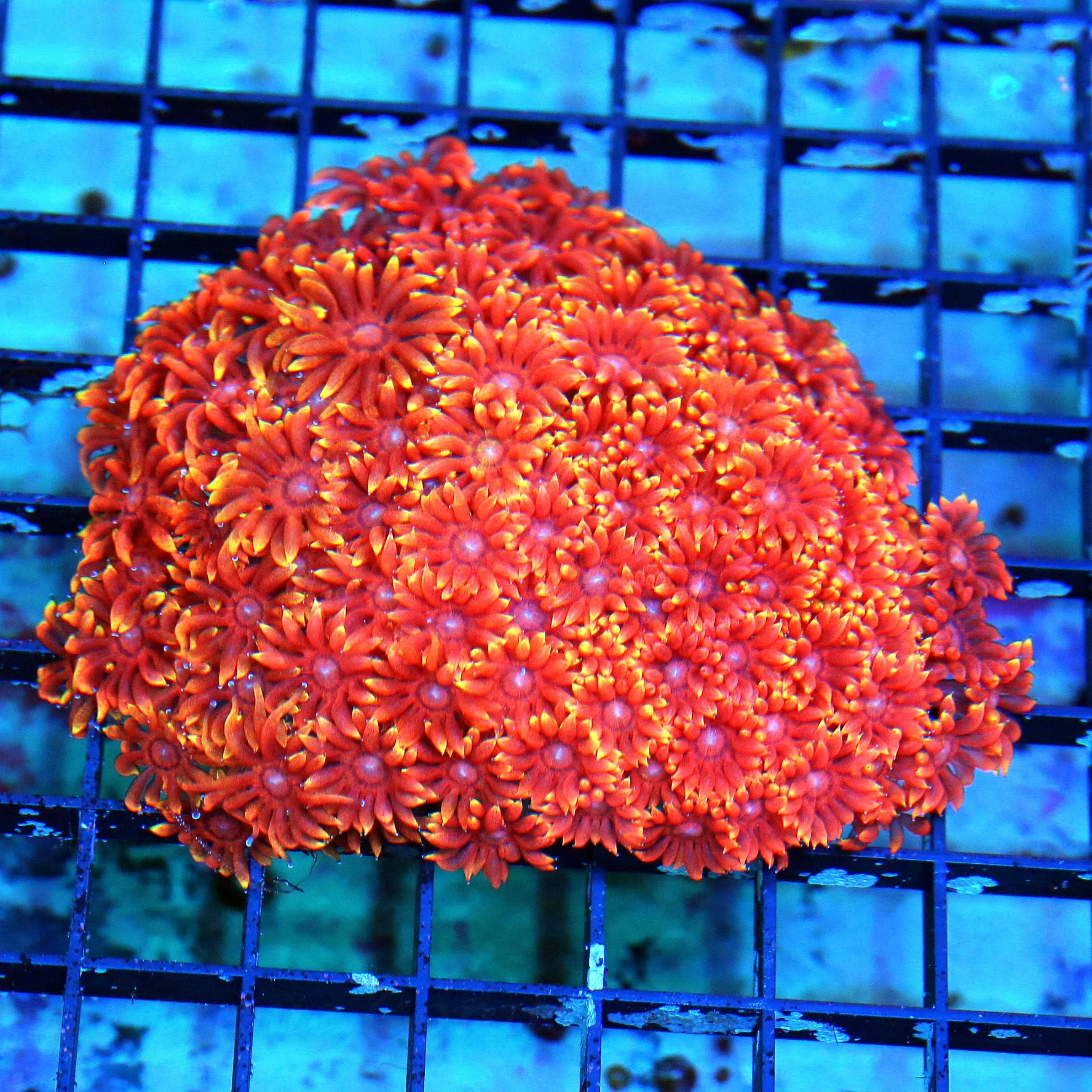 WYSIWYG 5X5 VERY VERY HARD TO GET ORANGE TENTACLED SUPER ULTRA RED AUSSIE RAINBOW GONIOPORA-SPECTACULAR COLO live coral for sale at Extreme Corals