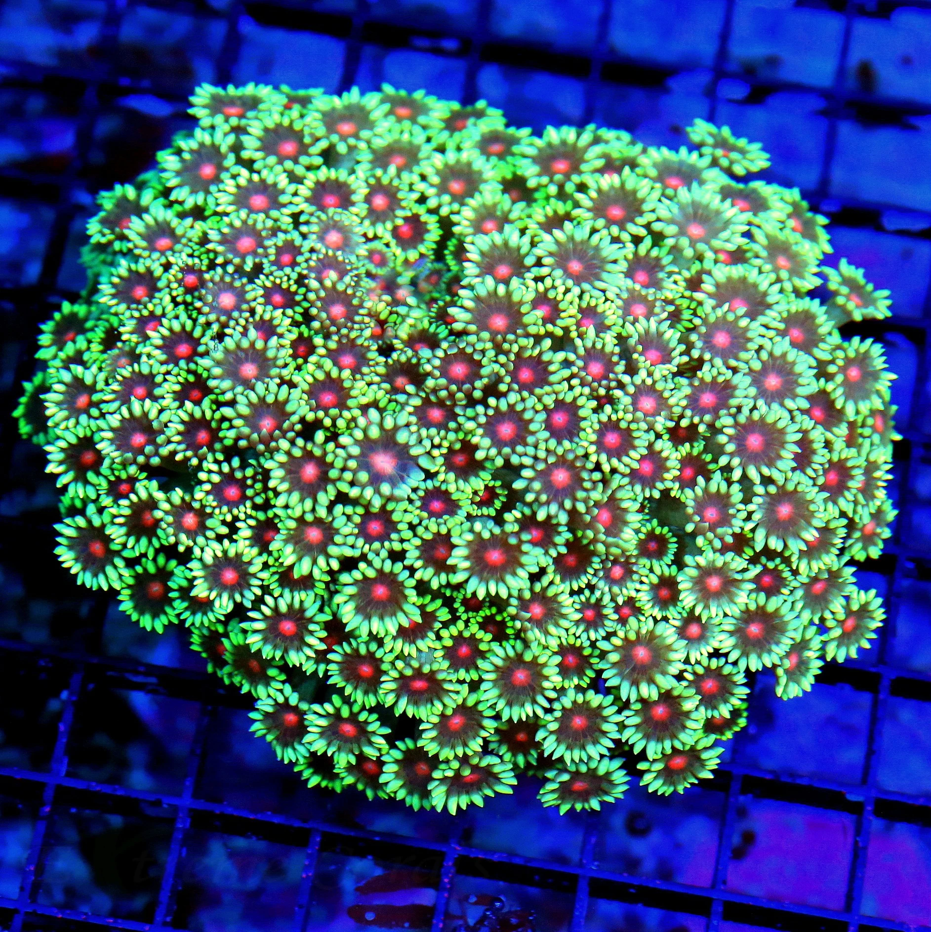 WYSIWYG 5.5X5.5 XL SUPER SUPER RED ALIEN EYED ULTRA ULTRA AUSSIE SHOWPIECE COLLECTOR GONIOPORA-AWESOME SPECI live coral for sale - Extreme Corals