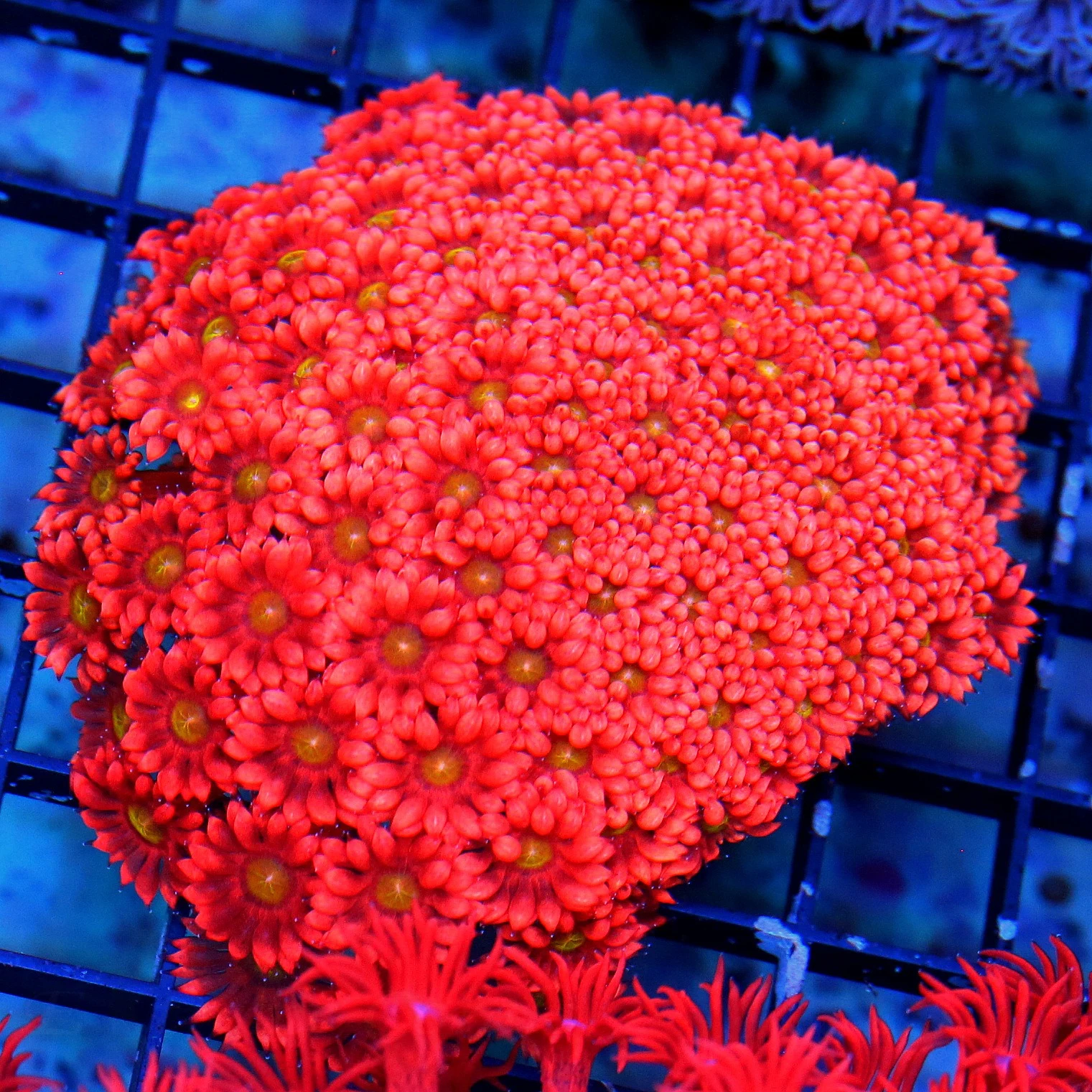 WYSIWYG 5X4 XL ORANGE EYED RAINBOW ULTRA GRADE CHERRY BOMB RED AUSSIE ULTRA GONIOPORA live coral for sale at Extreme Corals