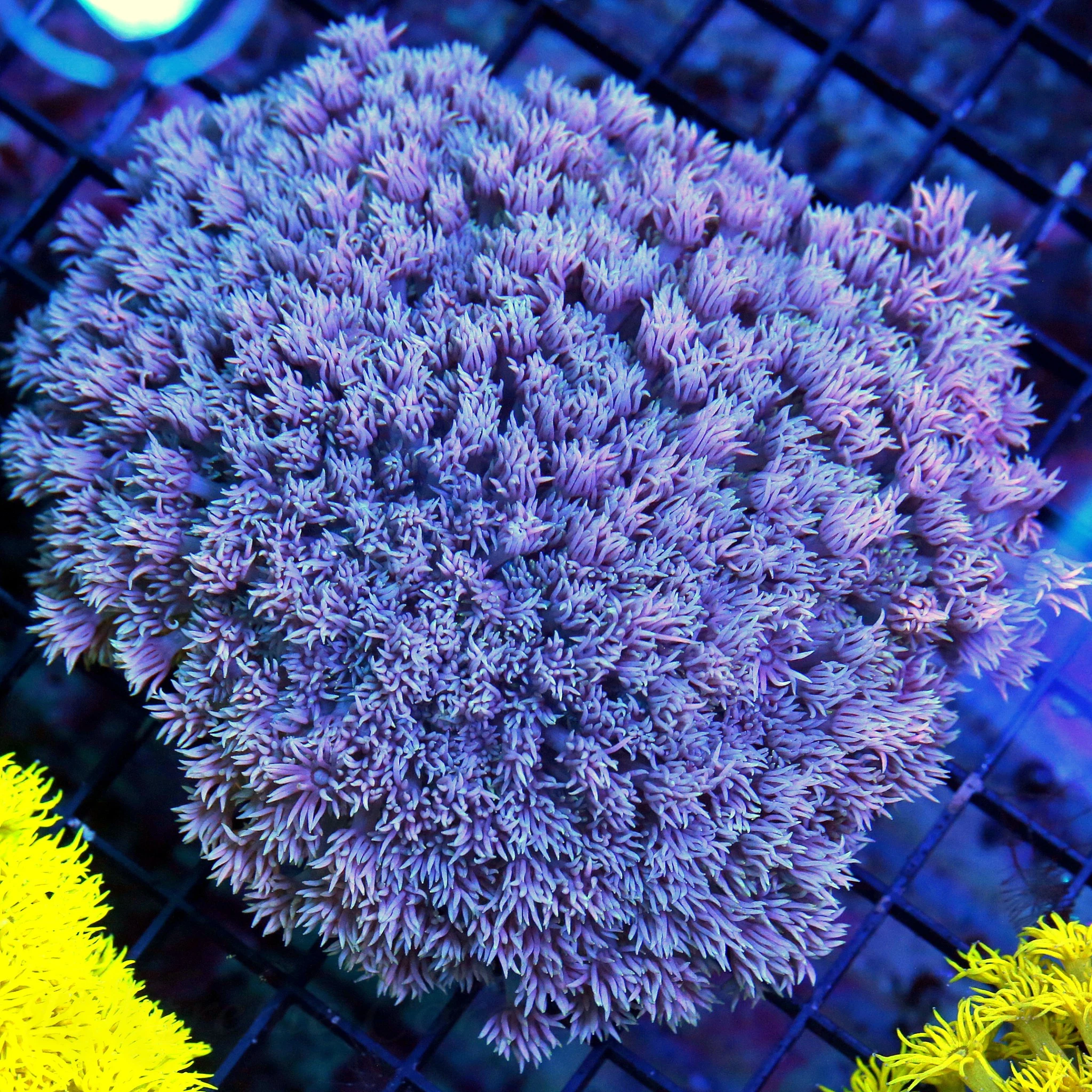 WYSIWYG 7X7 XXL SUPER SUPER RARE PINK PURPLE ULTIMATE COLLECTORS ITEM AUSSIE GONIOPORA-OUT OF THIS WORLD live coral for sale - Extreme Corals