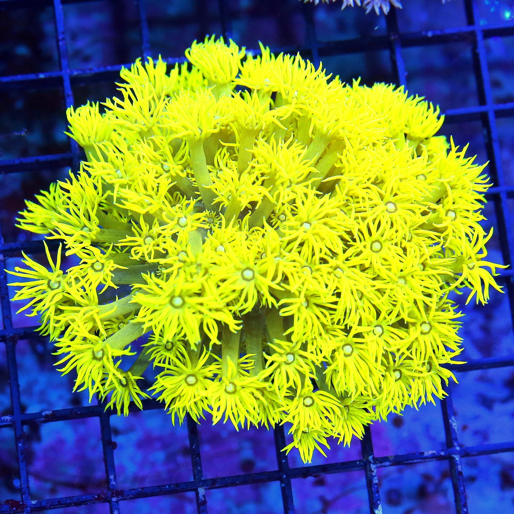 WYSIWYG 4.5X4.5.XL SUPER ULTRA ULTRA NEON FLORESCENT YELLOW SHOWPIECE GONIOPORA-INSANE!!!! live coral for sale - Extreme Corals