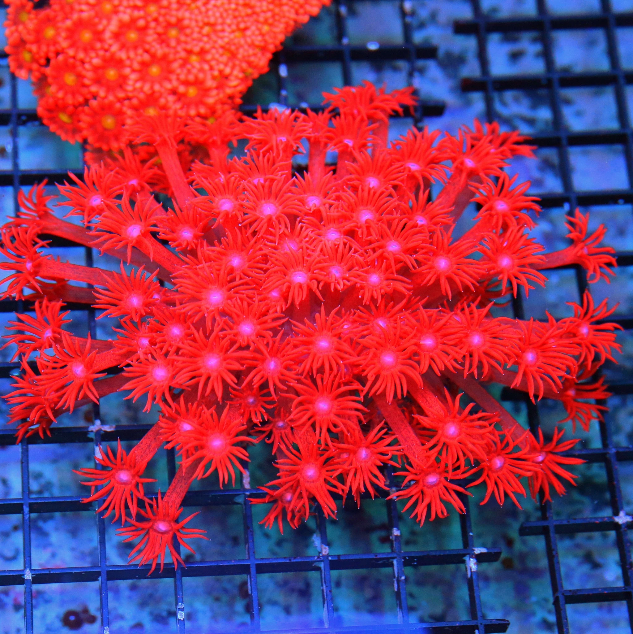 WYSIWYG 6.5X5 SUPER LONG TENTACLED ULTRA ULTRA FLAMING RED XL AUSSIE RED GONIOPORA live coral for sale at Extreme Corals