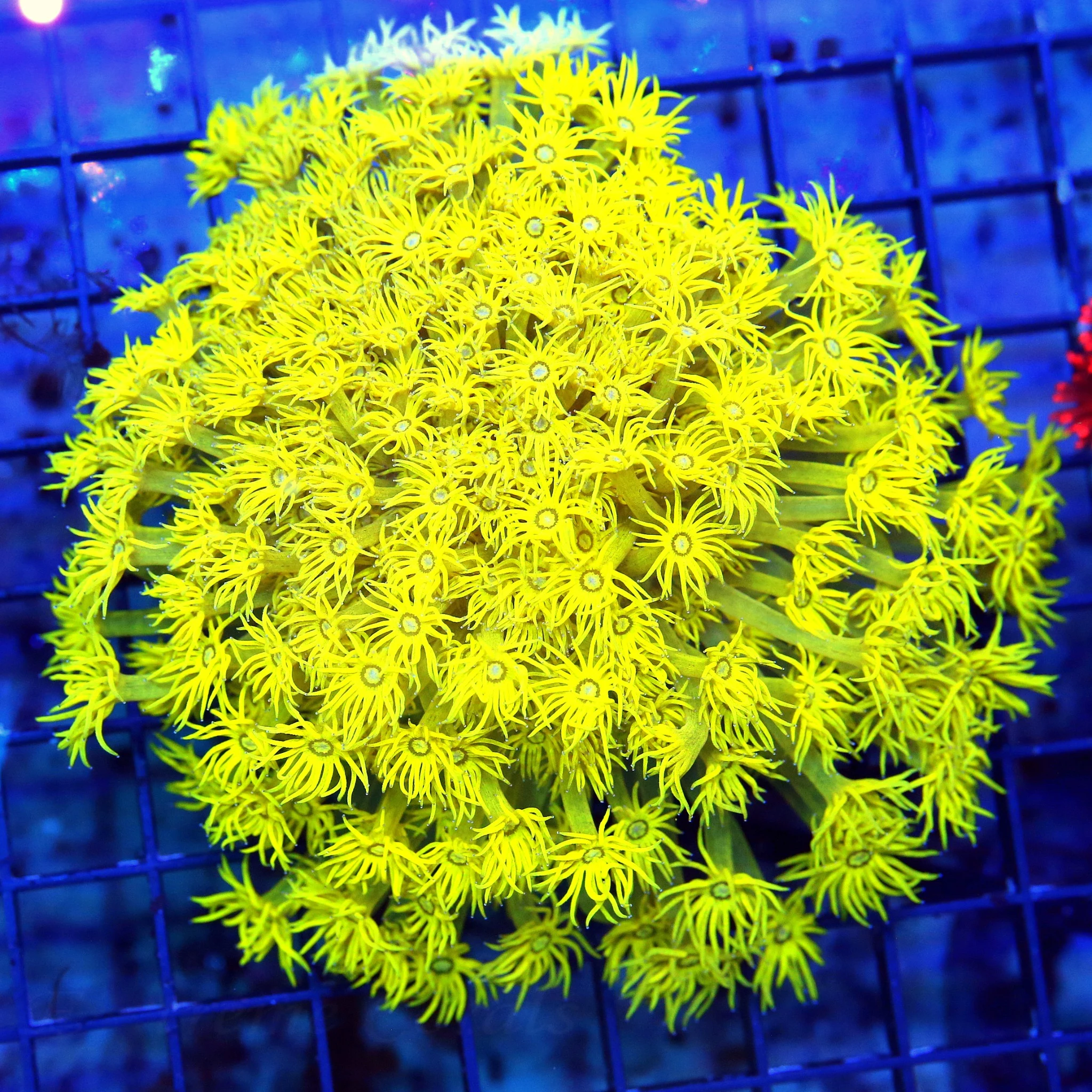 WYSIWYG 5.5X5.5.XL SUPER ULTRA ULTRA NEON FLORESCENT YELLOW SHOWPIECE GONIOPORA-INSANE!!!! live coral for sale at Extreme Corals