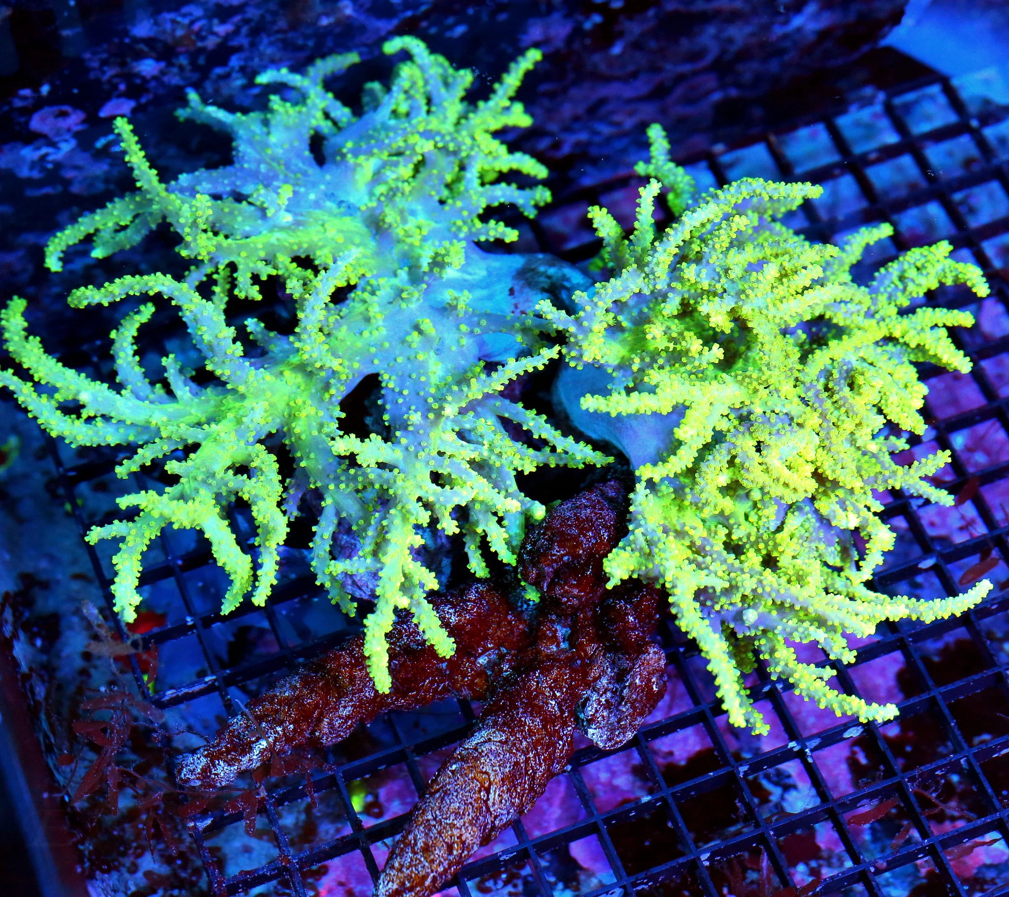 WYSIWYG 14X14 GIANT 2 HEADED NEON YELLOW SPAGHETTI SINULARIA LEATHER ON LARGE BRANCH ROCK-SPECTACULAR live coral for sale - Extreme Corals