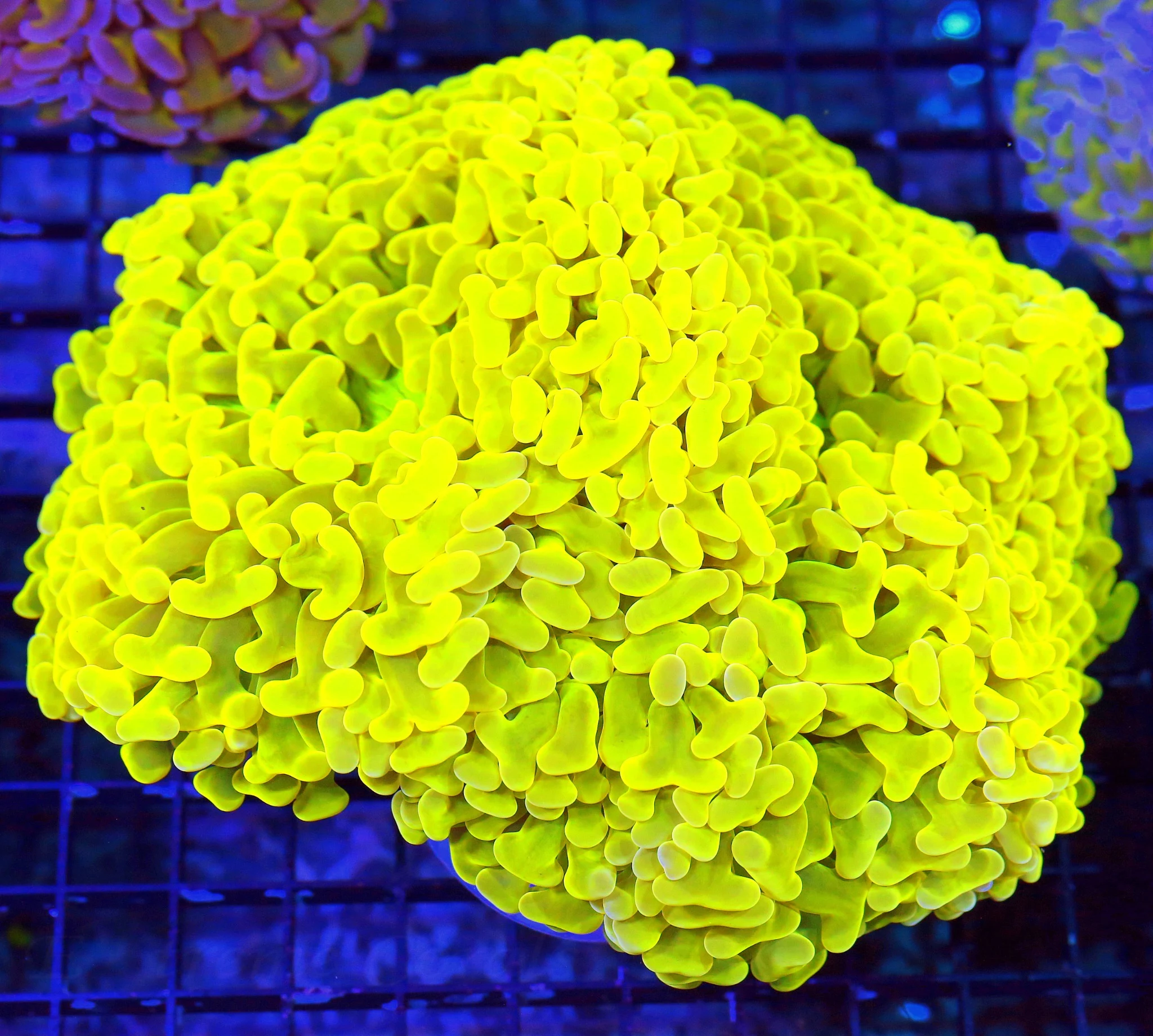 WYSIWYG 9X9 ONE OF A KIND ULTIMATE SHOWPIECE GLOWING FLORESCENT YELLOW AUSSIE FATHEAD HAMMER-FIRST ONE IN 10 live coral for sale at Extreme Corals