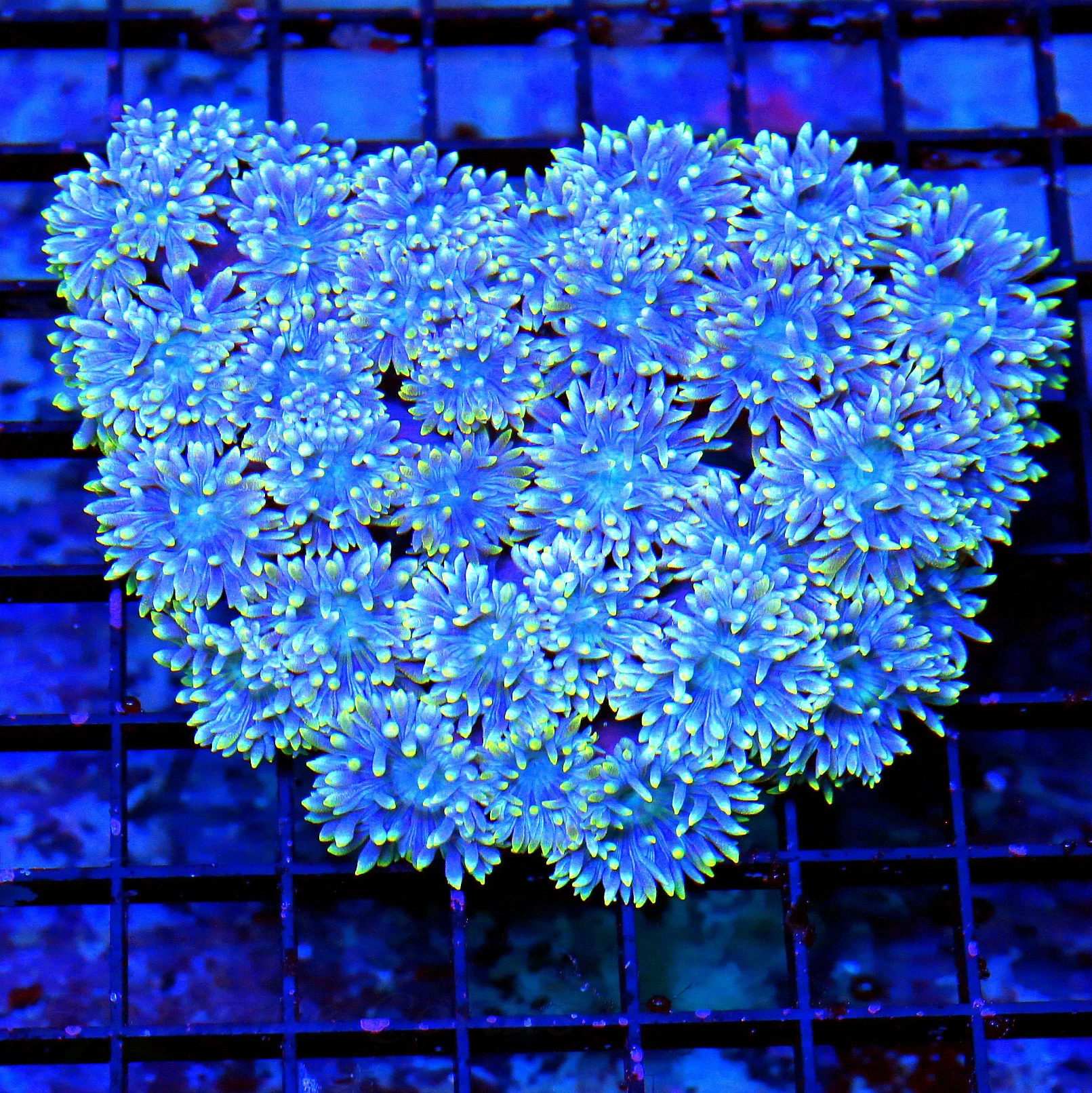 WYSIWYG 5.5X5.5 VERY VERY RARE HARD TO GET "BLUEBERRY DUNCANSAMNIA" I ONLY GET A FEW OF THESE A YEAR live coral for sale - Extreme Corals