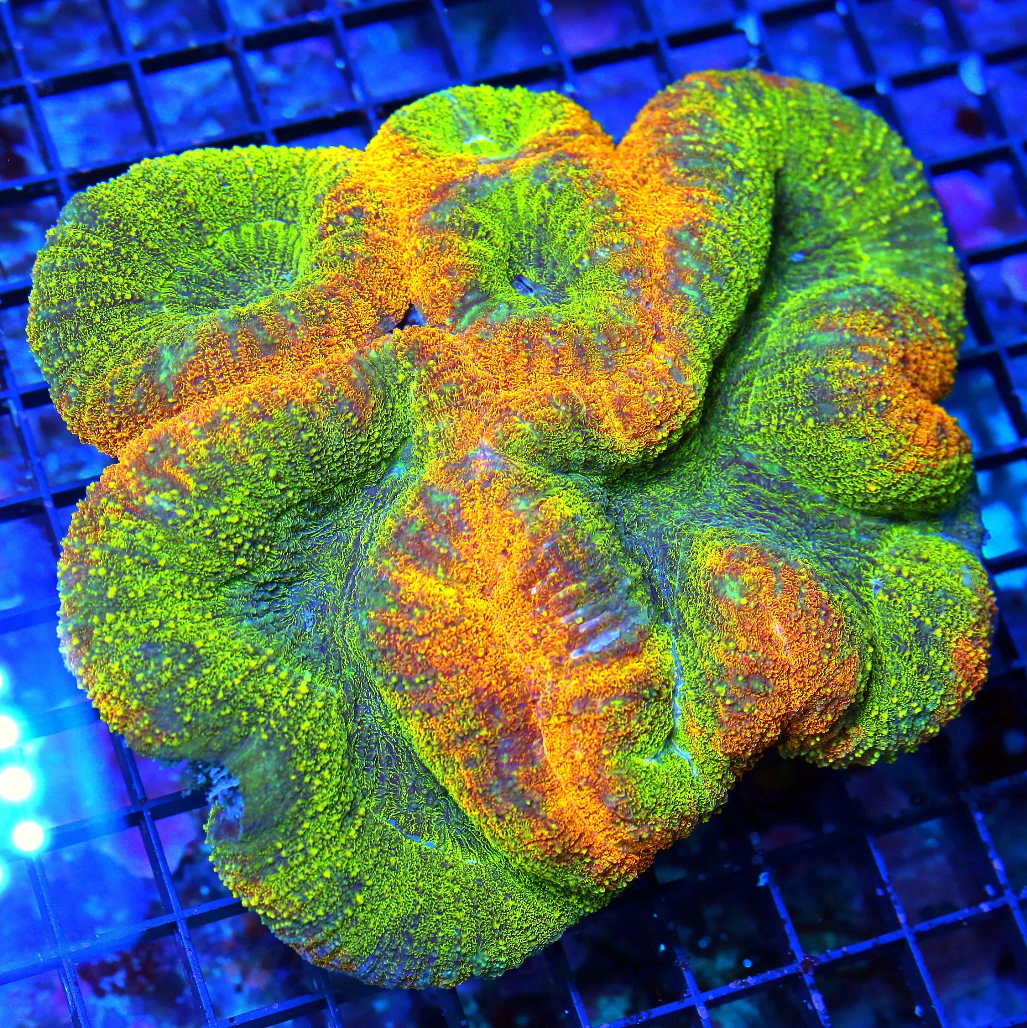 WYSIWYG 6X6 XXL ONE OF A KIND ULTRA GRADE SUPER ULTRA COLORED INDO LOBOPHYLLIA-I LOVE THIS ONE!!! live coral for sale - Extreme Corals