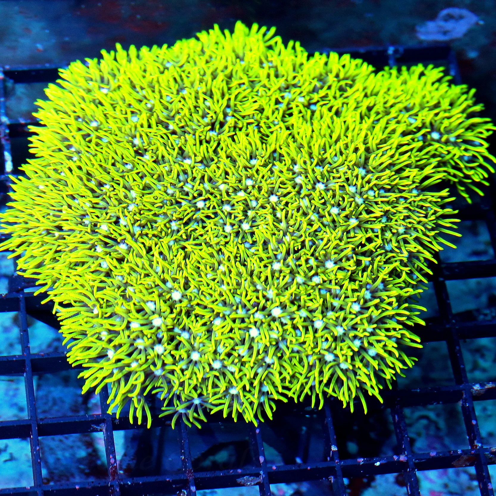 WYSIWYG 5X5 VERY VERY NICE GLOWING EYED METALLIC GREEN STAR POLYPS-GREAT COLOR! live coral for sale - Extreme Corals