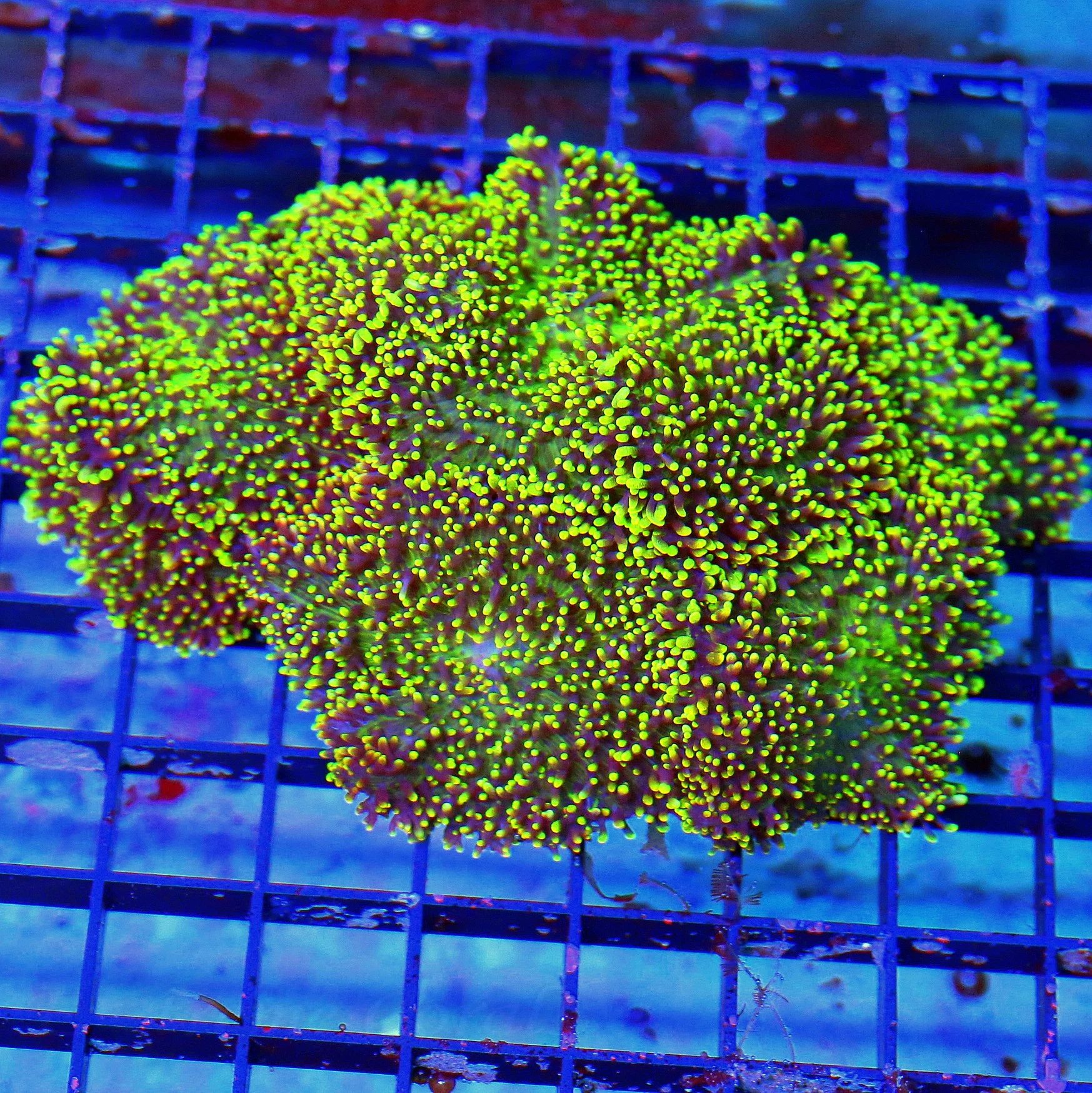 WYSIWYG 5.5X5 XL HAIRY RHODACTIS MUSHROOM-VERY VERY NICE NEON GREEN AND PURPLE HAIRY RHODACTIS MUSHROOM ROCK live coral for sale - Extreme Corals