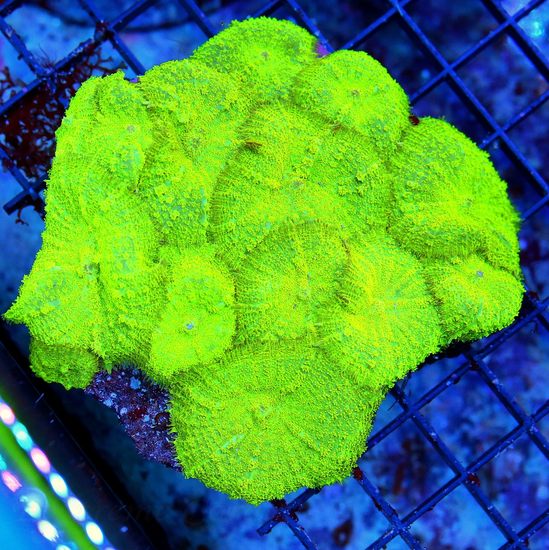 WYSIWYG 4.5X4.5 SUPER SUPER NEON ULTRA GREEN FULLY COVERED RHODACTIS MUSHROOM COLONY live coral for sale - Extreme Corals