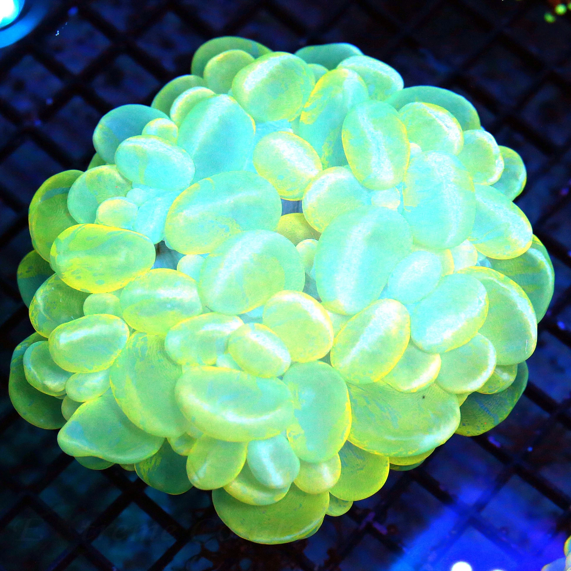 WYSIWYG 5.5X5.5 XL HANDPICKED BY SCOTT YELLOW BLUE WHITE CATSEYE BUBBLE VERY VERY SPECIAL COLOR live coral for sale - Extreme Corals
