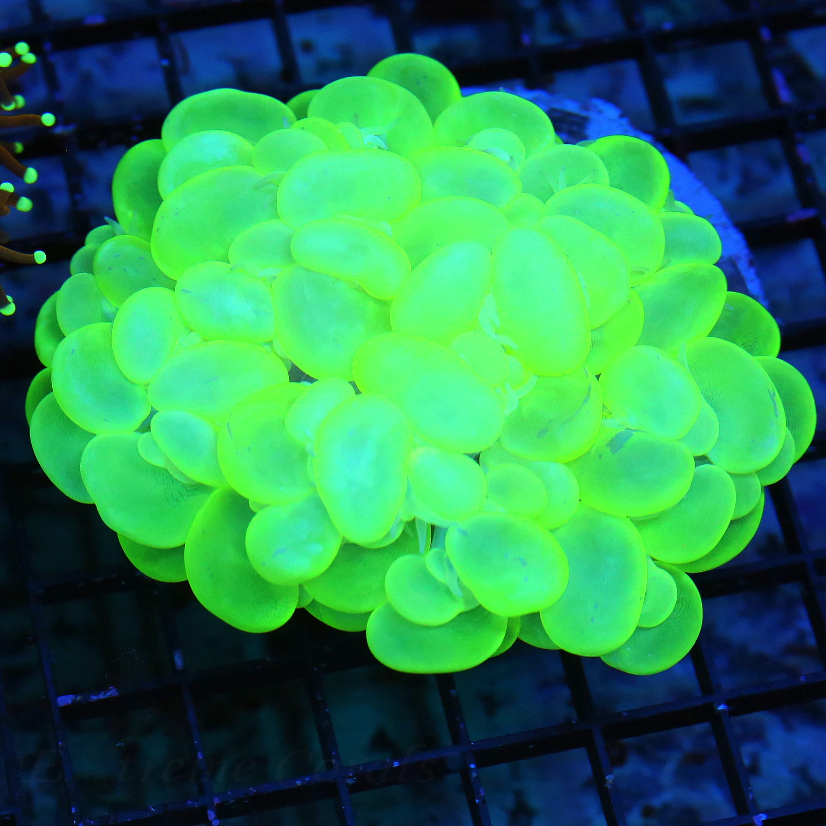 WYSIWYG 4.5X4 GLOW IN THE DARK SUPER NEON TOXIC GREEN PERFECT BUBBLE CORAL-THIS ONE IS SO BRIGHT!! live coral for sale - Extreme Corals
