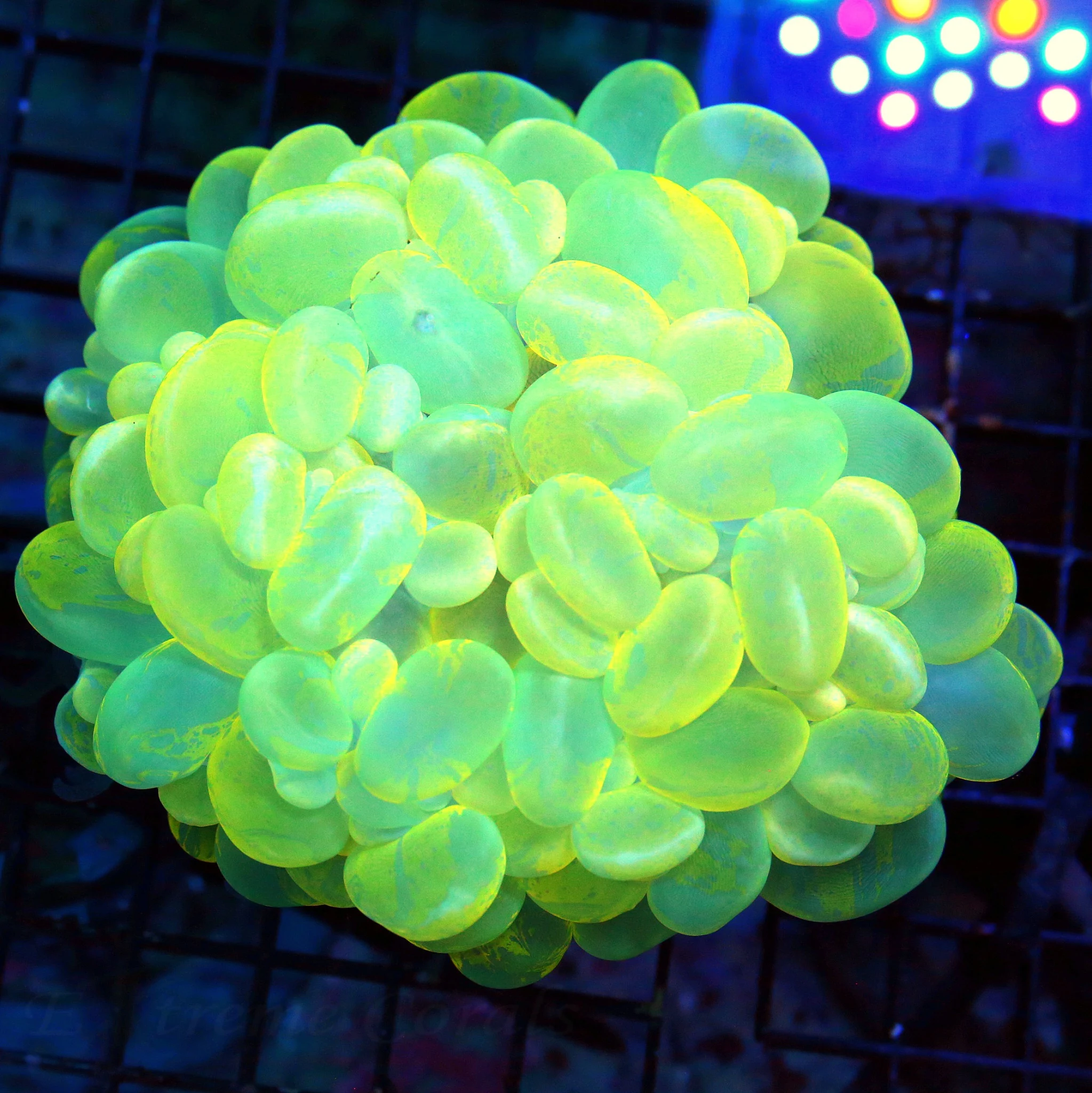 WYSIWYG 5.5X5.5 XL HANDPICKED BY SCOTT YELLOW BLUE WHITE CATSEYE BUBBLE VERY VERY SPECIAL COLOR live coral for sale - Extreme Corals