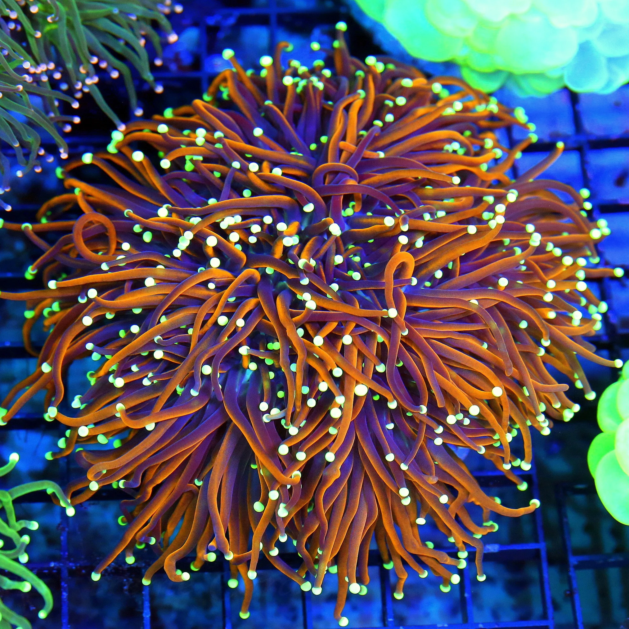WYSIWYG 5.5X5.5 XXL "OG DRAGON SOUL TORCH" XXL CENTERPIECE THIS IS STUNNING XXL SPECIMEN live coral for sale - Extreme Corals