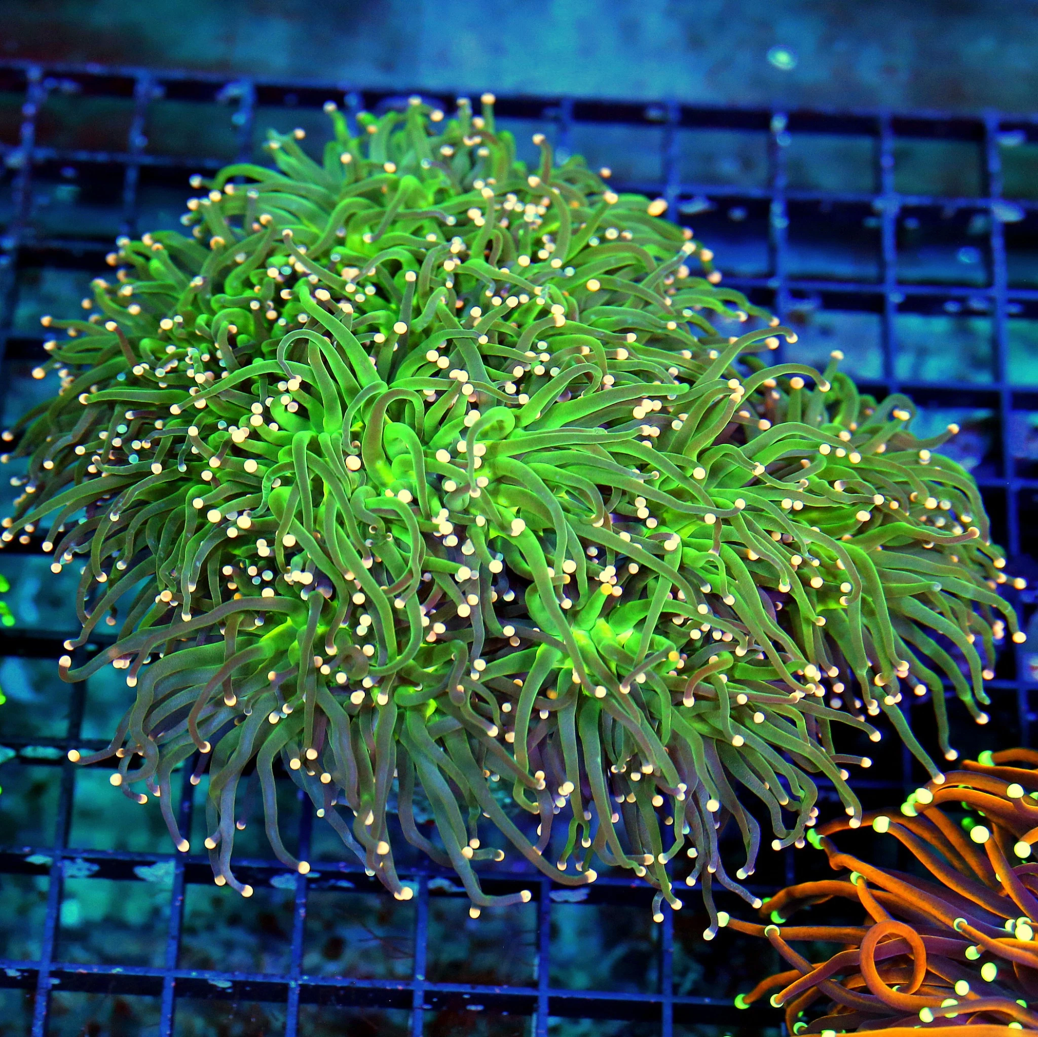 WYSIWYG 6X6 XXL OUTRAGEOUS HUGE PINK TIPPED "COTTON CANDY INDO TORCH" SHOWSIZE!! live coral for sale - Extreme Corals