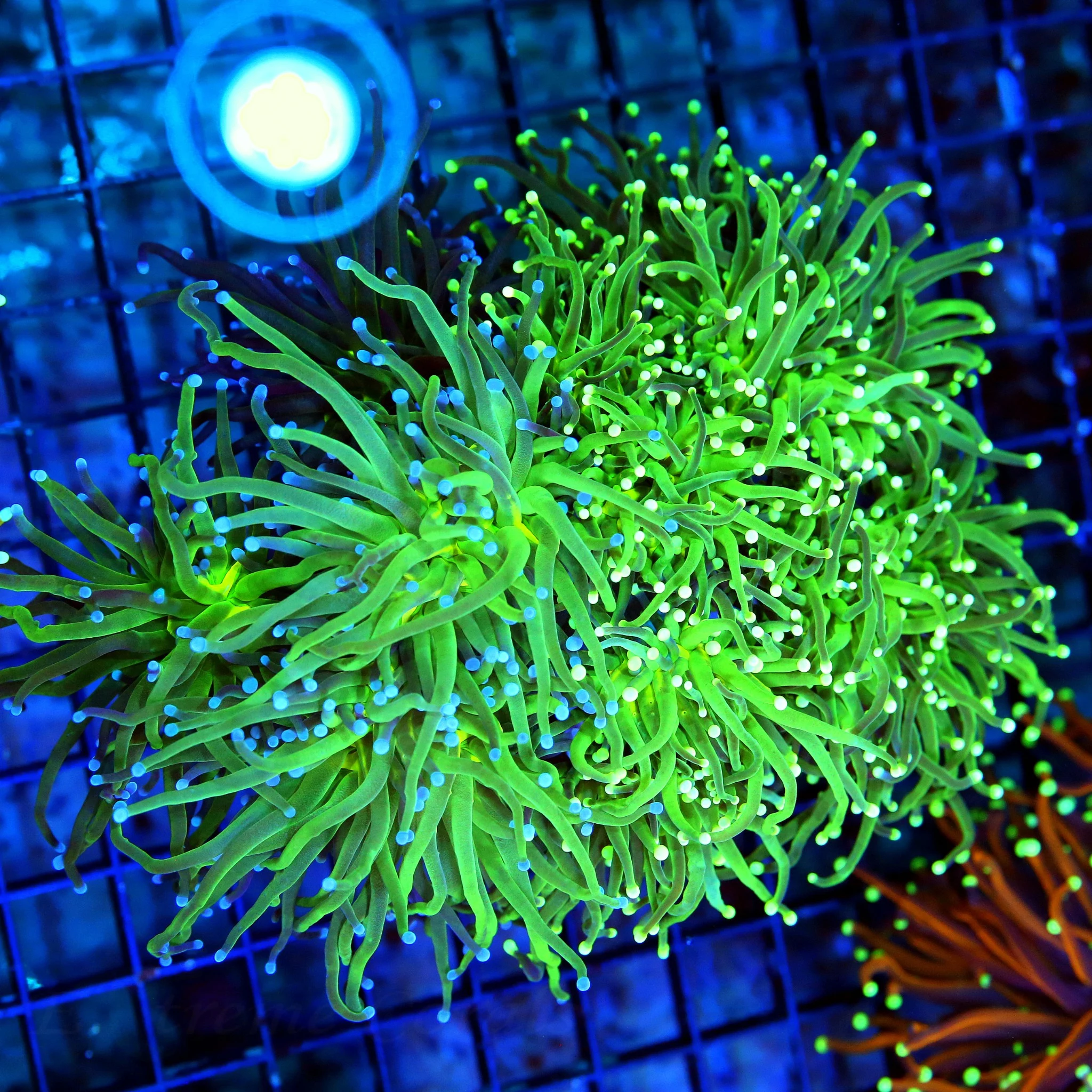 WYSIWYG 6.5X6 XXL OUTRAGEOUS HUGE BLUE TIPPED "COTTON CANDY INDO TORCH" SHOWSIZE!! live coral for sale - Extreme Corals