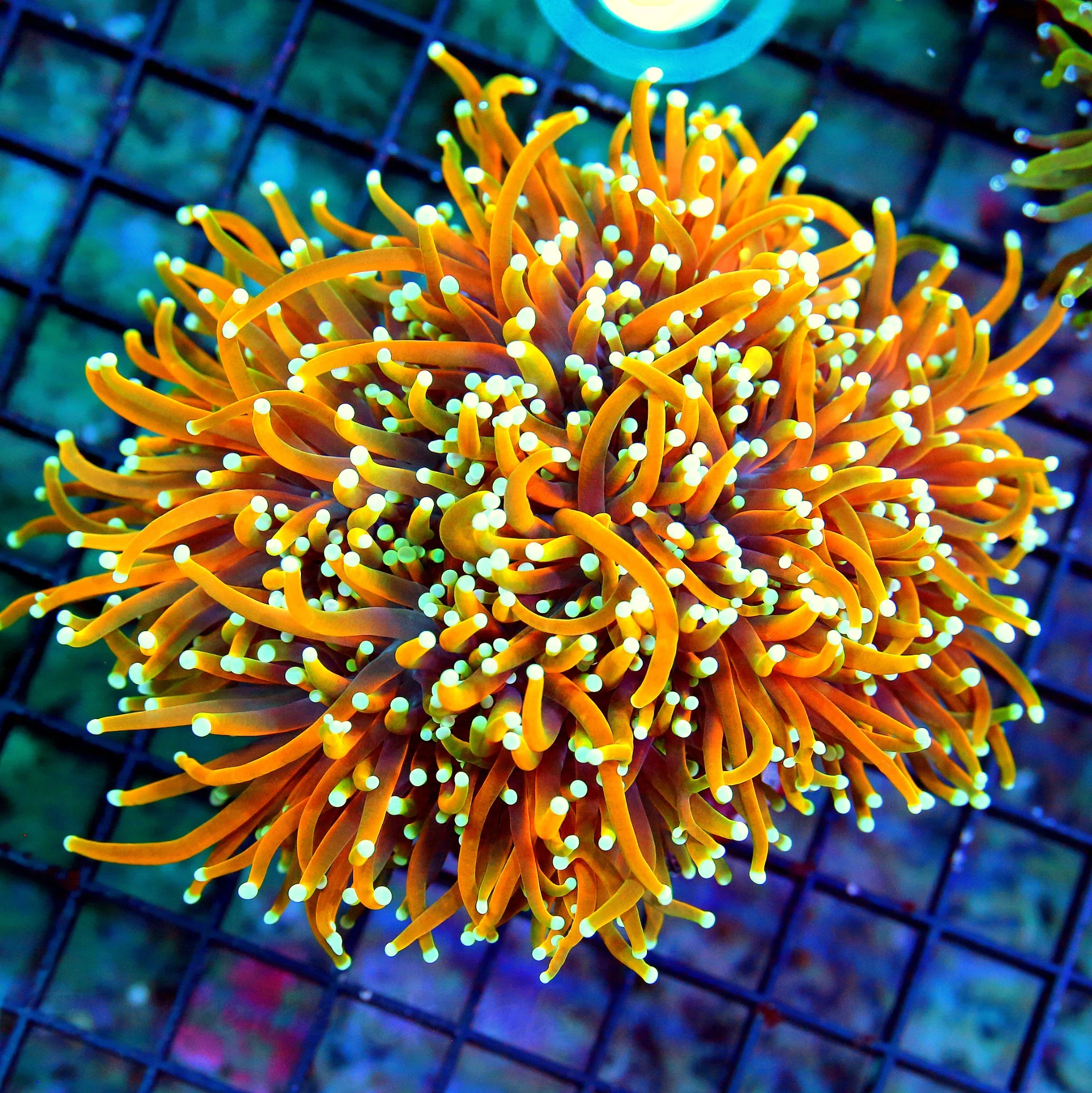 WYSIWYG 5.5X5 GIANT XXL ULTIMATE SHOWPIECE "GOLD FIRE INFERNO" INDO GIANT CENTERPIECE TORCH live coral for sale at Extreme Corals