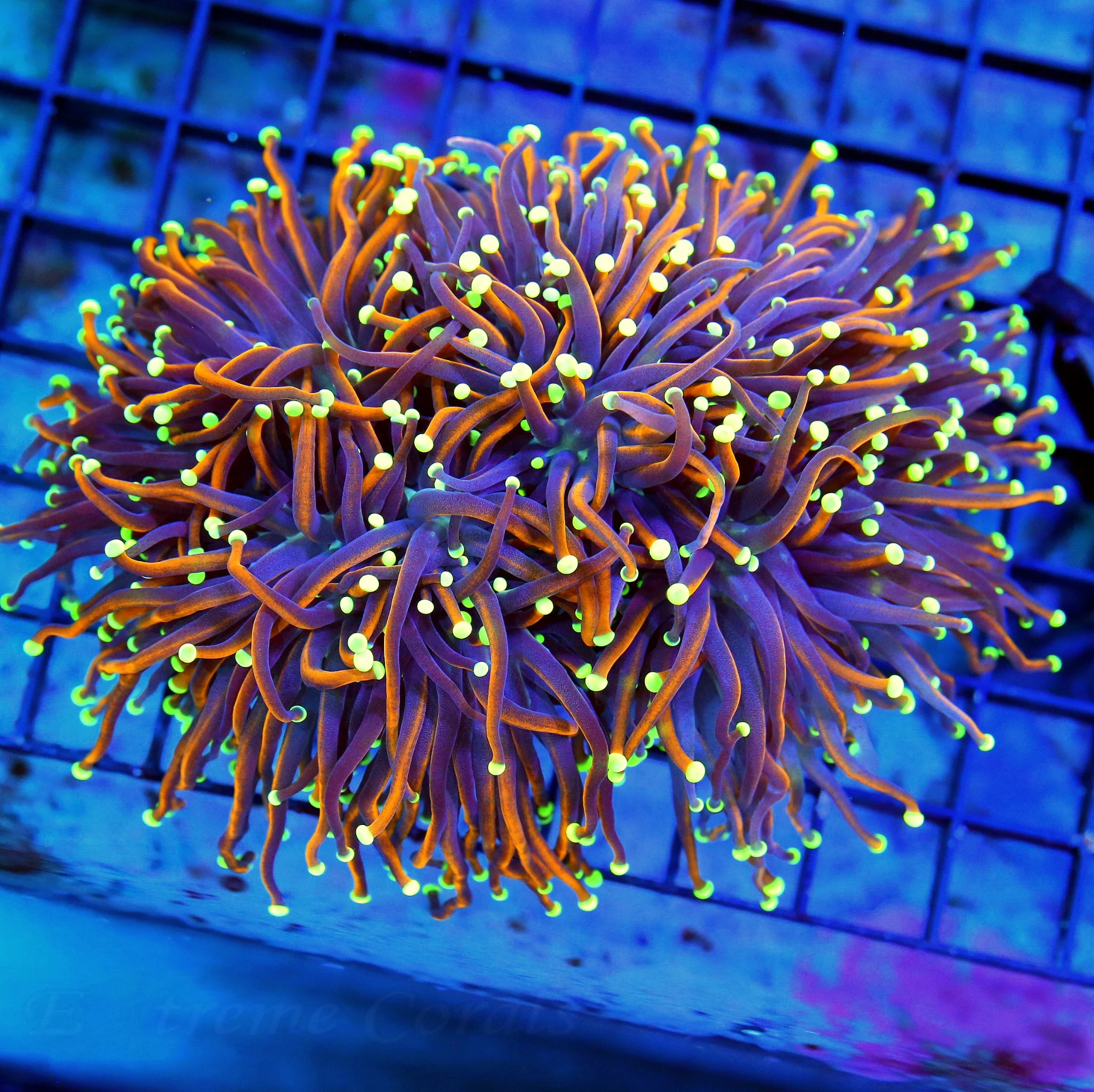 WYSIWYG 5.5X5 XXL OUTRAGEOUS COLOR SUPERSHOW COLLECTORS ITEM XXL INDO "OG JESTER TORCH" live coral for sale - Extreme Corals
