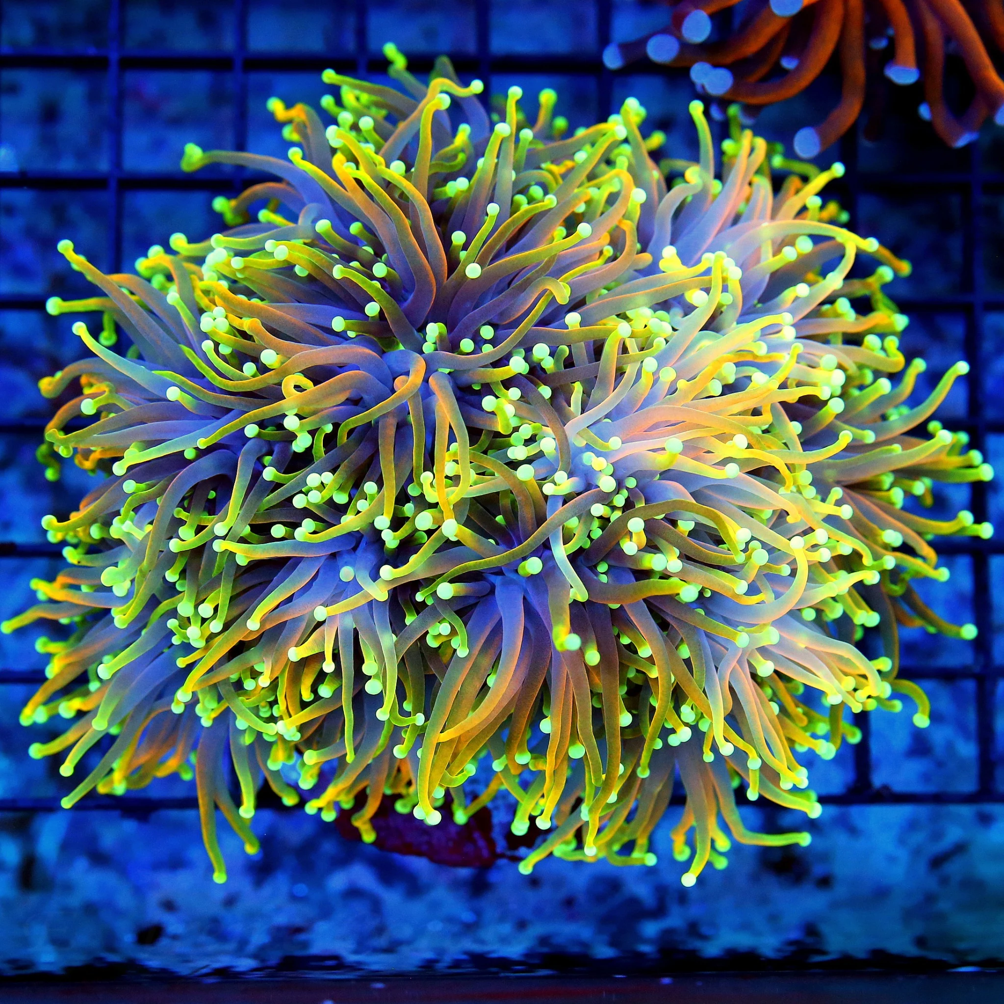 WYSIWYG 5.5X5.5 VERY VERY SPECIAL SHWOPIECE "BANANA 24K MORPH INDO TORCH" THIS IS A VERY VERY SPECIAL SPECIM live coral for sale at Extreme Corals