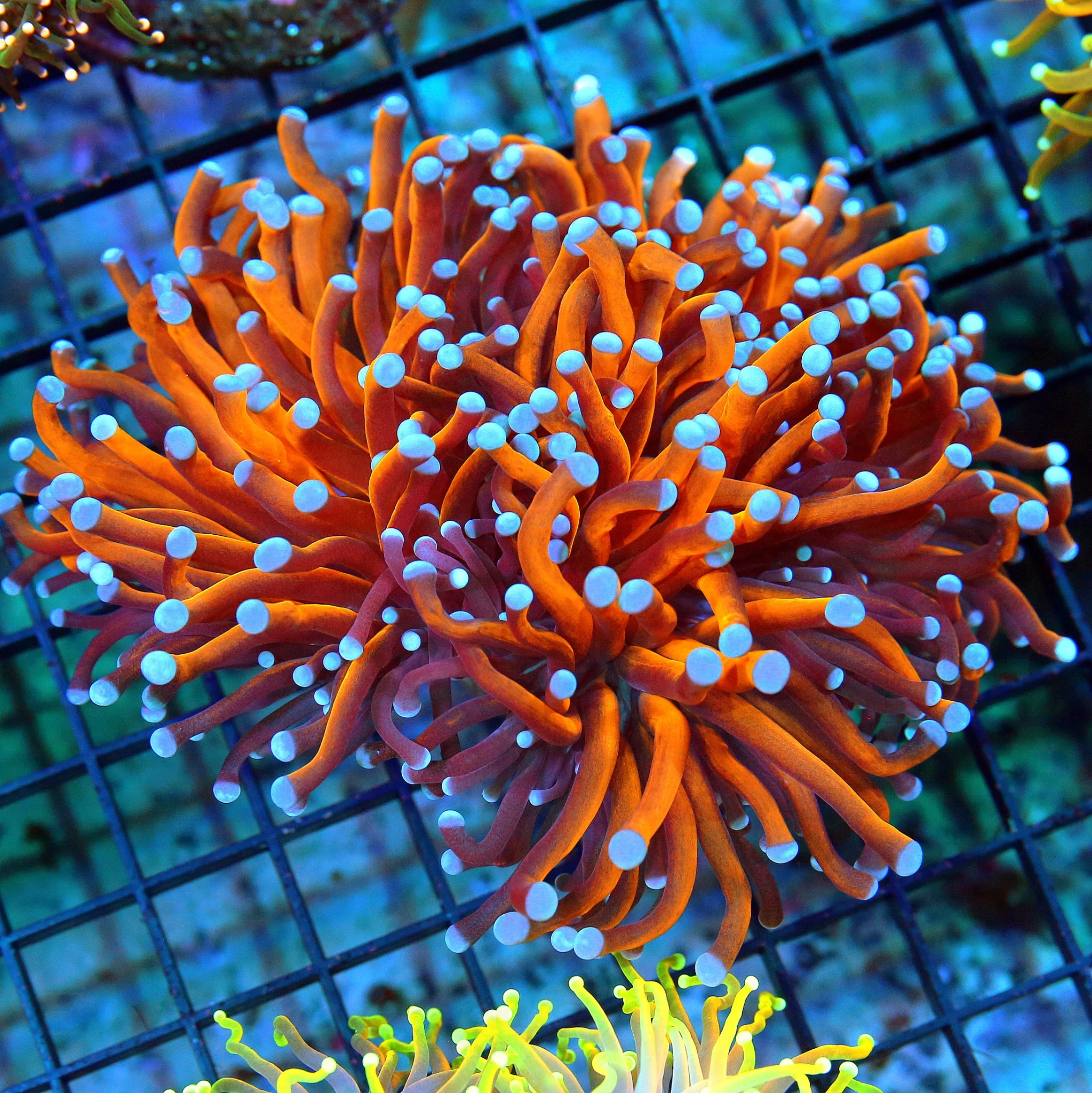 WYSIWYG 5.5X5.5 XL TORCH CORAL - ULTRA GRADE EXTREMECORALS FAMOUS "RADIOACTIVE ORANGE" TORCH CORAL-COLLECTOR live coral for sale at Extreme Corals