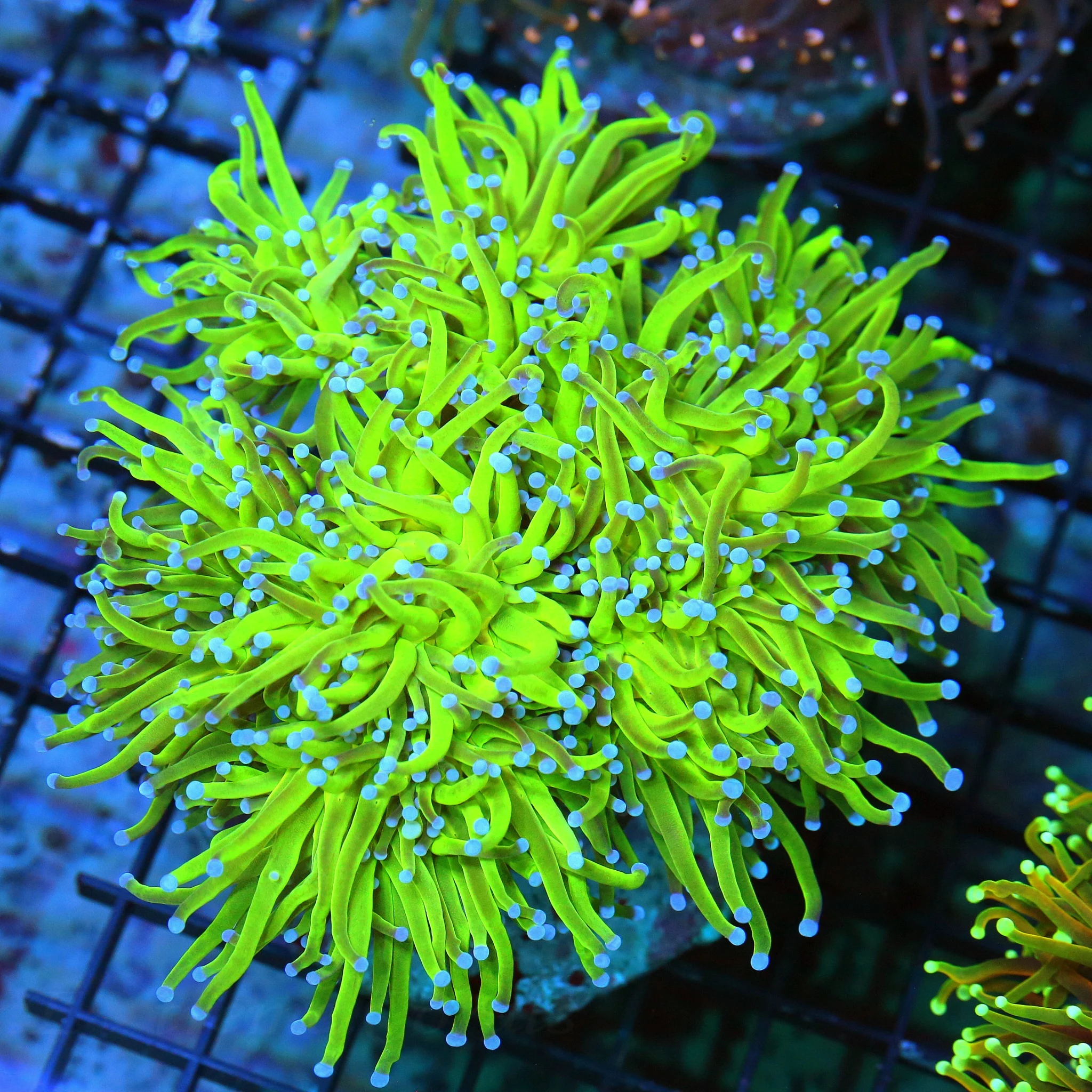 WYSIWYG 6X5 XXL OUTRAGEOUS HUGE BLUE TIPPED "COTTON CANDY INDO TORCH" SHOWSIZE!! live coral for sale - Extreme Corals