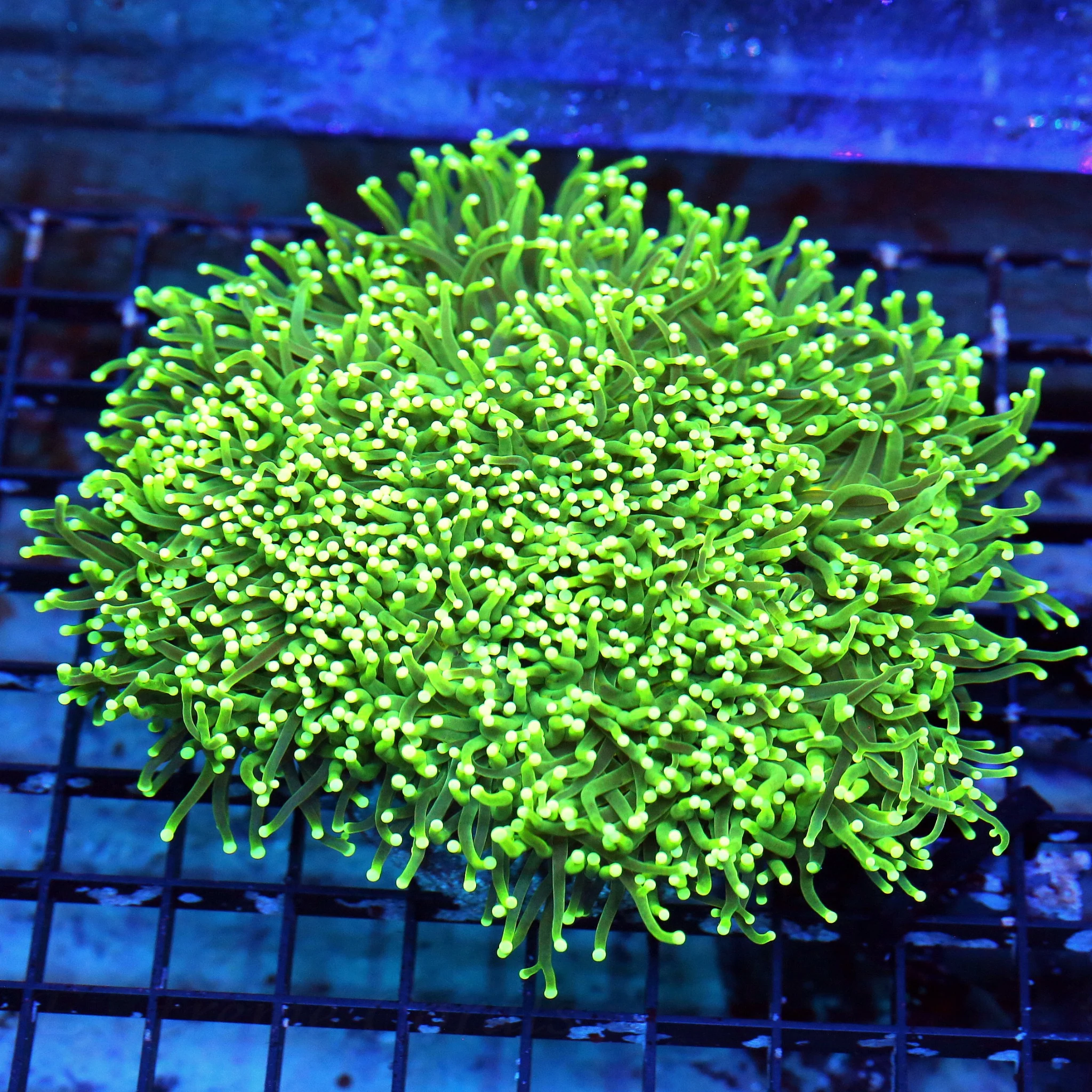 WYSIWYG 6.5X5.5 INSANE YELLOW TIPPED XXL NEON GREEN VERY VERY RARE INDO CENTERPIECE TORCH live coral for sale - Extreme Corals