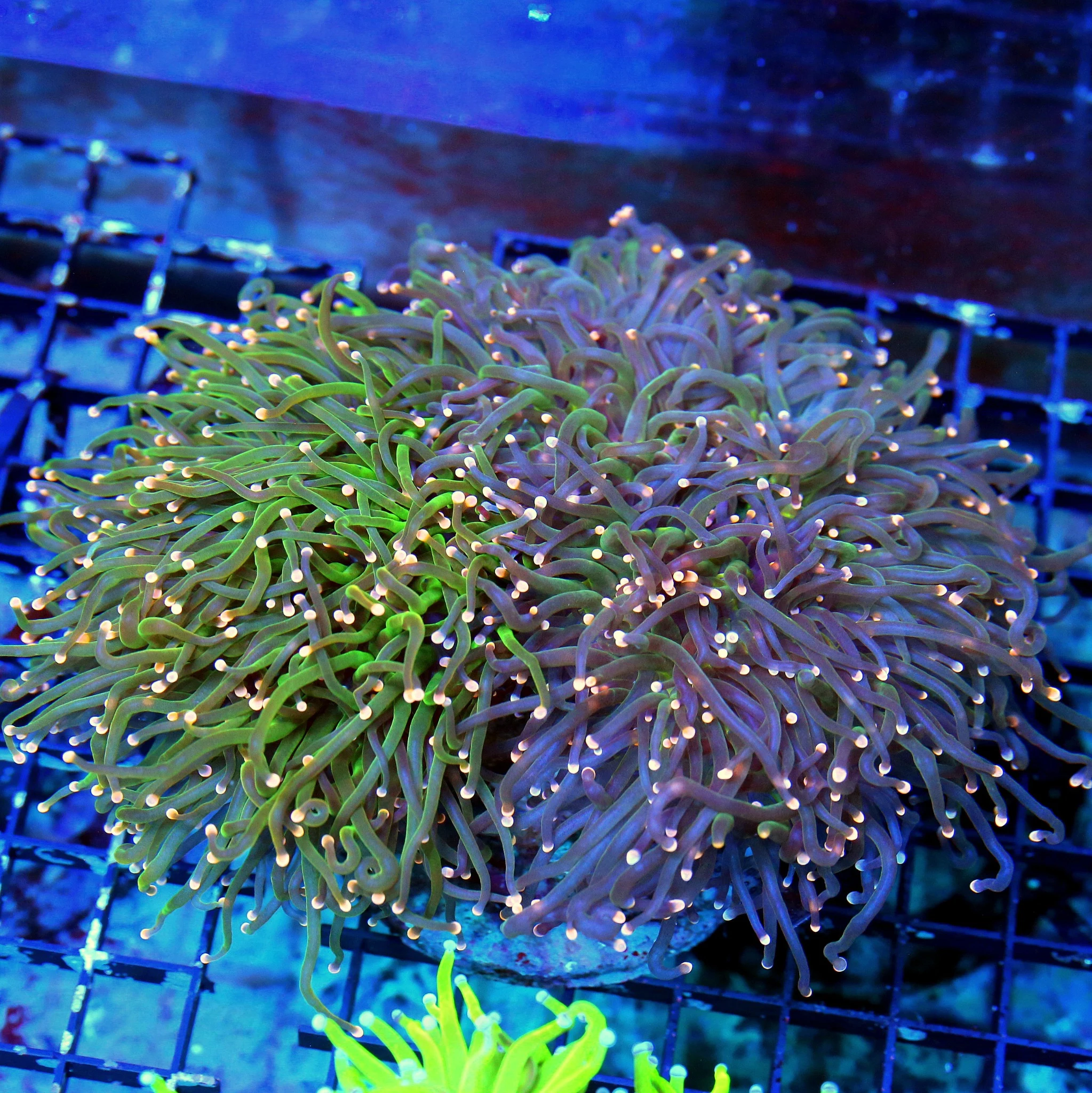 WYSIWYG 7X6 GIANT CNETERPIECE GRAFTED TORCH-TWO TORCH FOR PIECE OF ONE!!! live coral for sale - Extreme Corals