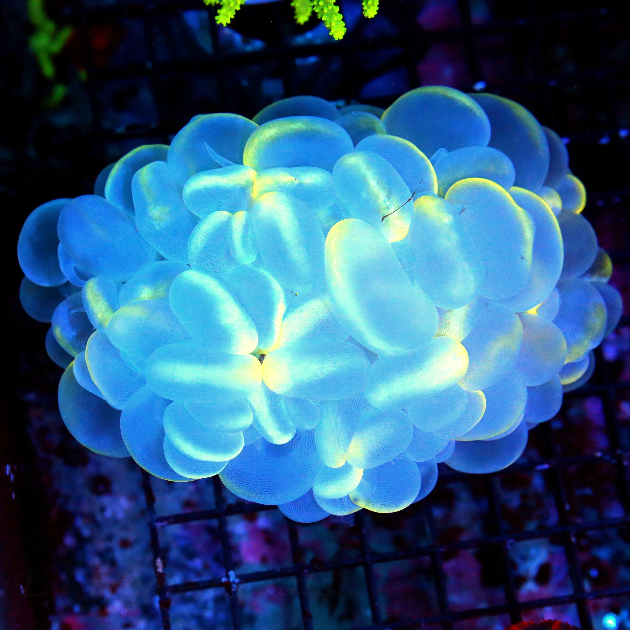 WYSIWYG 6X5 XXL INCREDIBLE "VERY RARE BLUE CATSEYE BUBBLE" THIS IS A REAL SHOWPIECE ABSOLUTELY INSANE live coral for sale - Extreme Corals