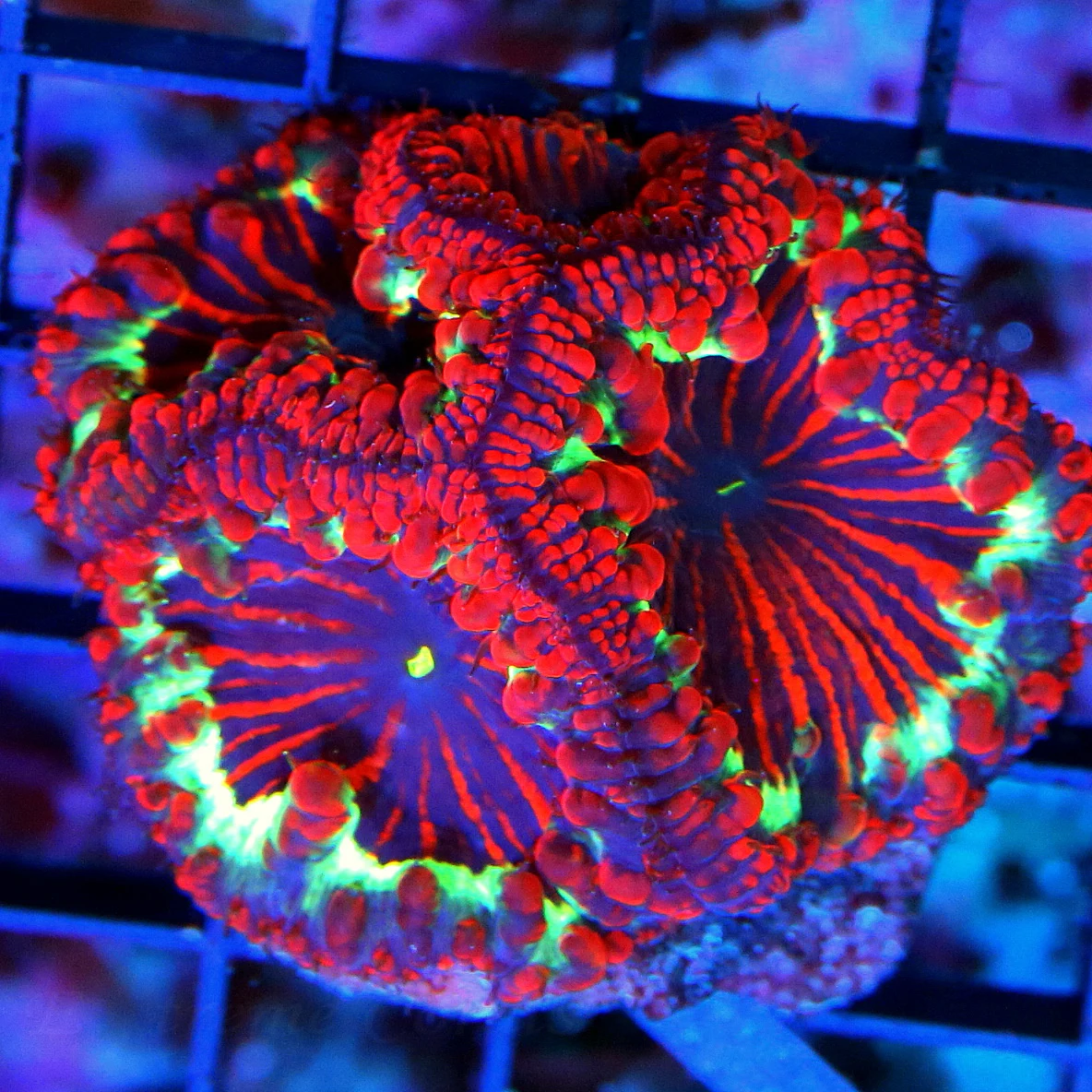 WYSIWYG HANDPICKED BY SCOTT ULTRA GRADE COLLECTOR BLASTOMUSSA WELLSI live coral for sale - Extreme Corals
