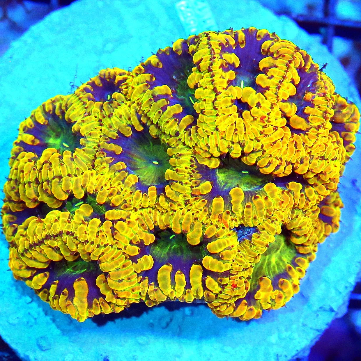WYSIWYG HANDPICKED BY SCOTT ULTRA GRADE COLLECTOR BLASTOMUSSA WELLSI live coral for sale - Extreme Corals
