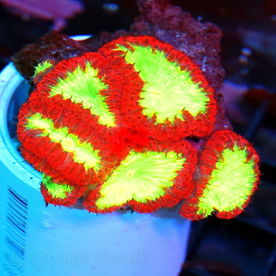 WYSIWYG HANDPICKED BY SCOTT ULTRA GRADE COLLECTOR BLASTOMUSSA WELLSI live coral for sale - Extreme Corals