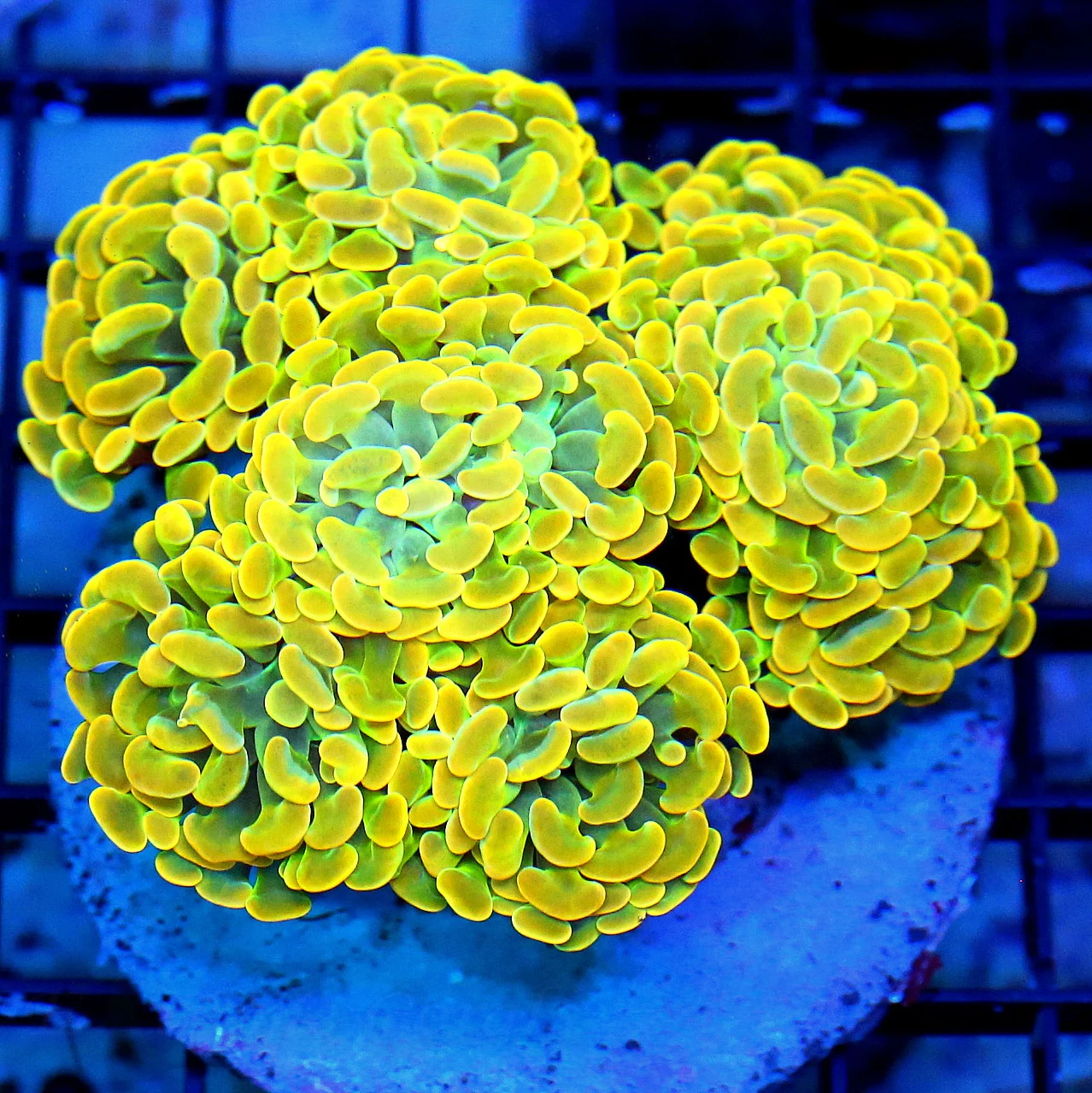 WYSIWYG 5.5X5.5 XL SUPER SUPER ULTRA BICOLOR ULTRA ULTRA ORANGE INDO BRANCHING HAMMER-VERY VERY SPECIAL!! live coral for sale - Extreme Corals