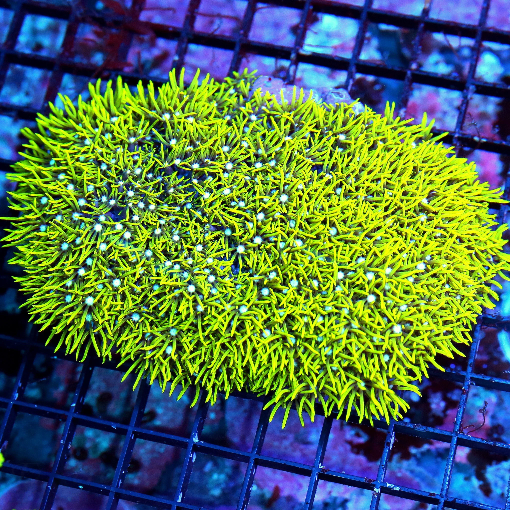WYSIWYG 5.5X4 VERY VERY NICE GLOWING EYED METALLIC GREEN STAR POLYPS-GREAT COLOR! live coral for sale - Extreme Corals