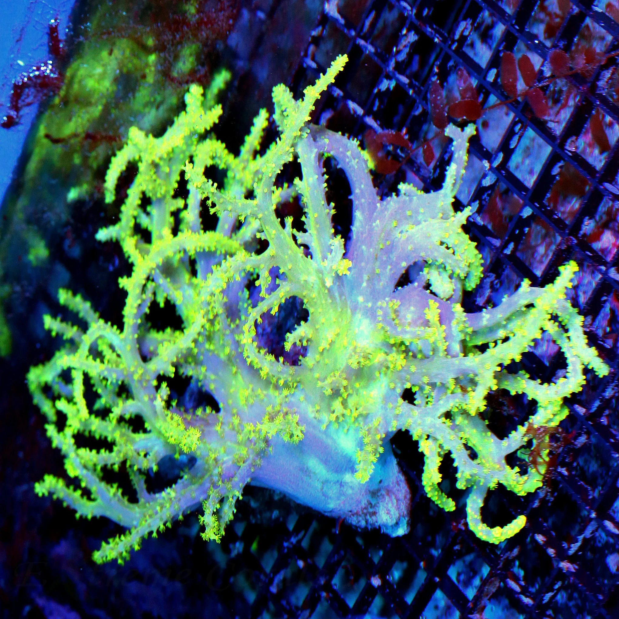 WYSIWYG 10X8 ULTRA ULTRA YELLOW TIPPED PURPLE STEMMED ULTRA GRADE SPAGHETTI SINULARIA LEATHER-AWESOME live coral for sale - Extreme Corals