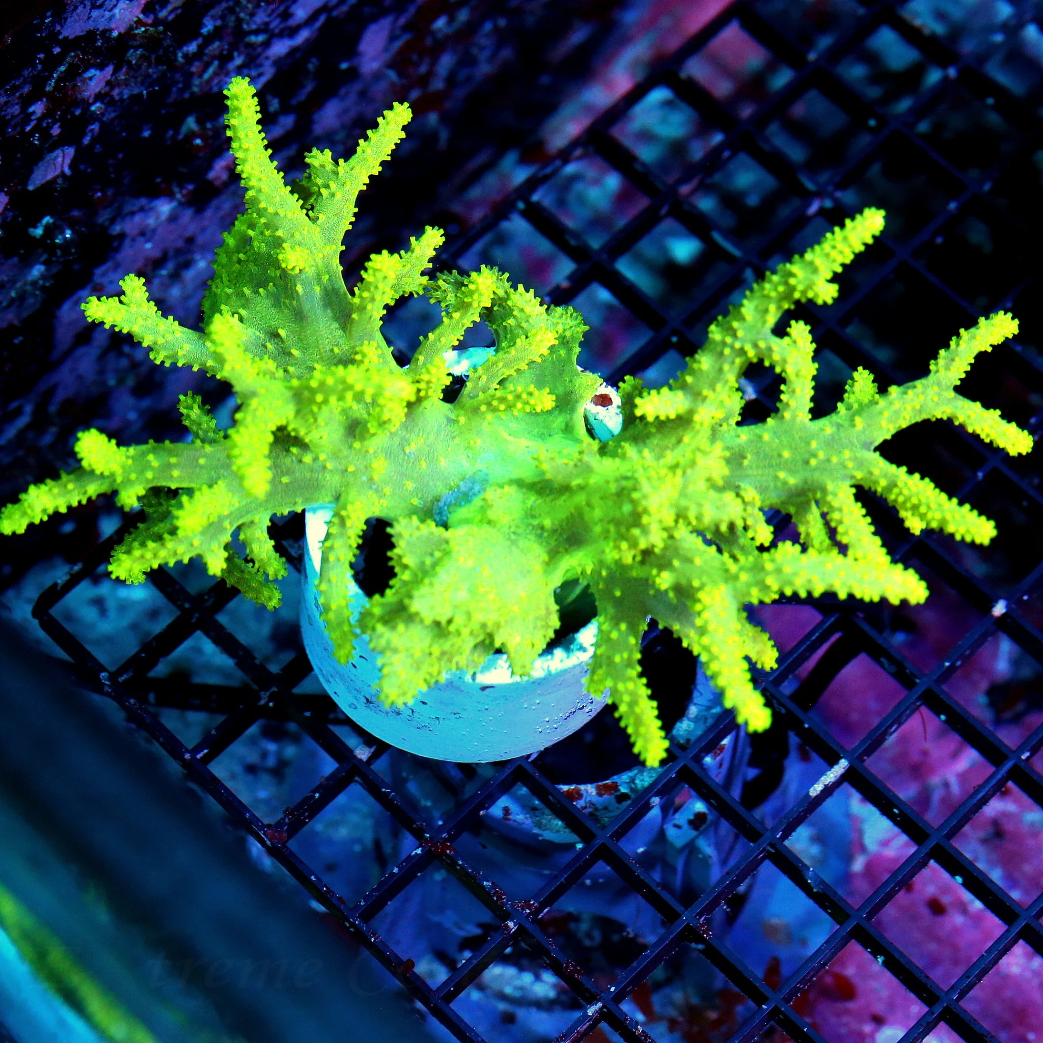 WYSIWYG 6X4 SUPER CRAZY ULTRA YELLOW GREEN GLOWING ULTRA COLORED SINULARIA SPAGHETTI LEATHER live coral for sale - Extreme Corals
