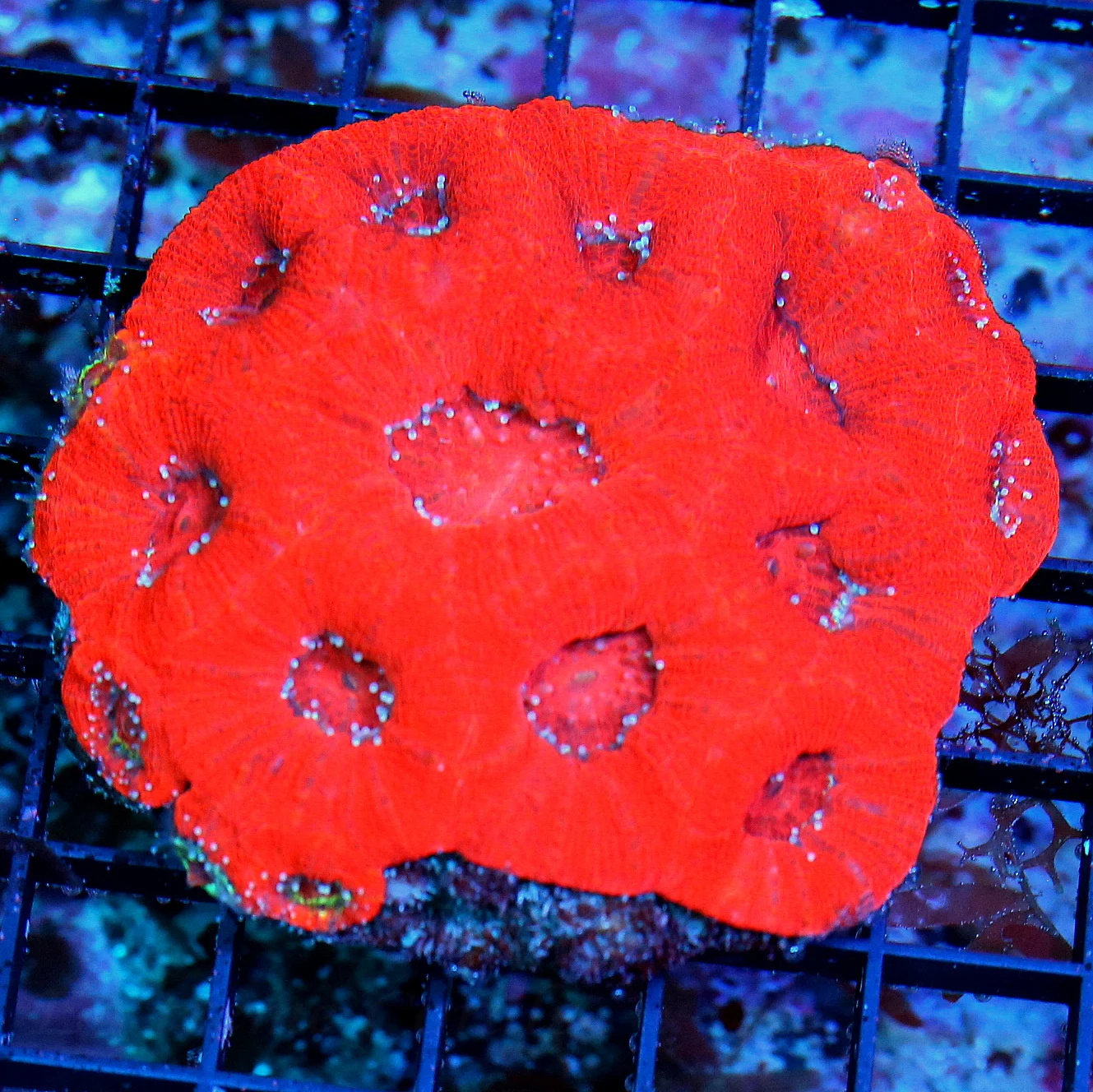 WYSIWYG 4X4 BAD TO THE BONE CHERRY BOMB NEON NEON RED INDO ACANTHASTREA BOWERBANKI-INCREDIBLE live coral for sale - Extreme Corals